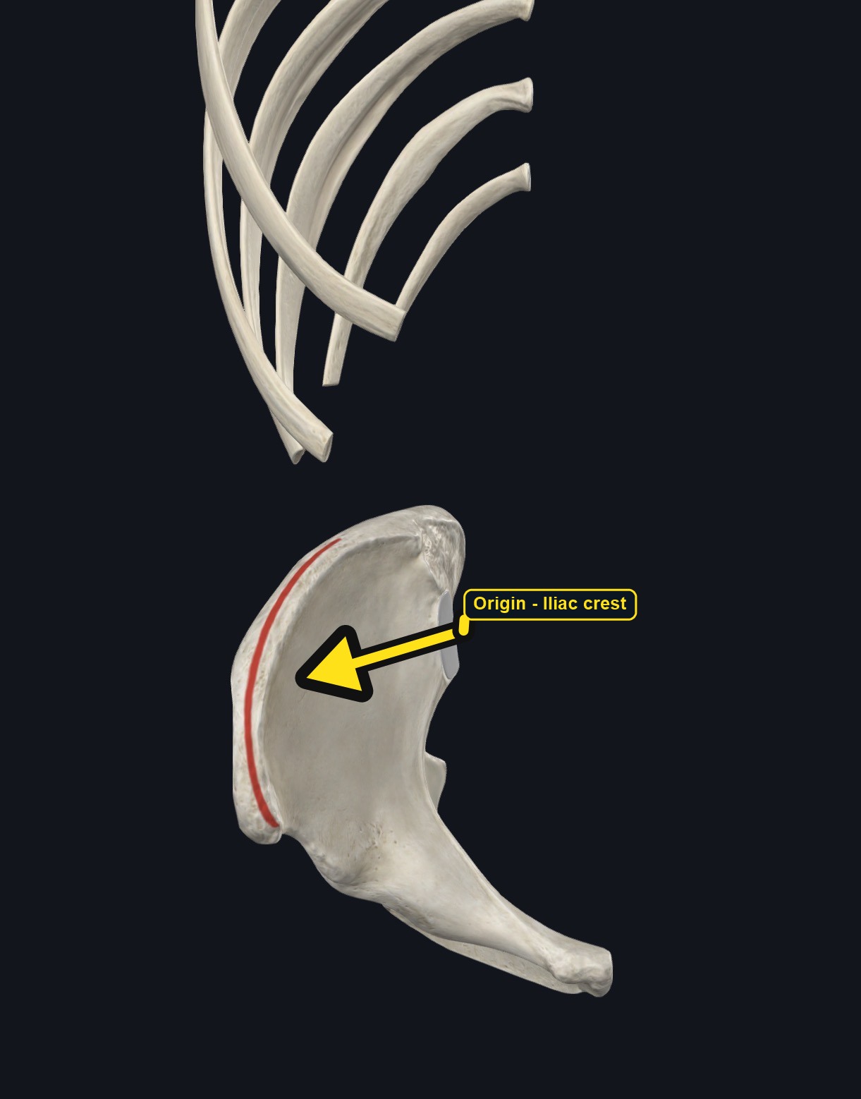 Ribs and iliac crest with the origin of transversus abdominis marked (arrows and labels mark the origin)