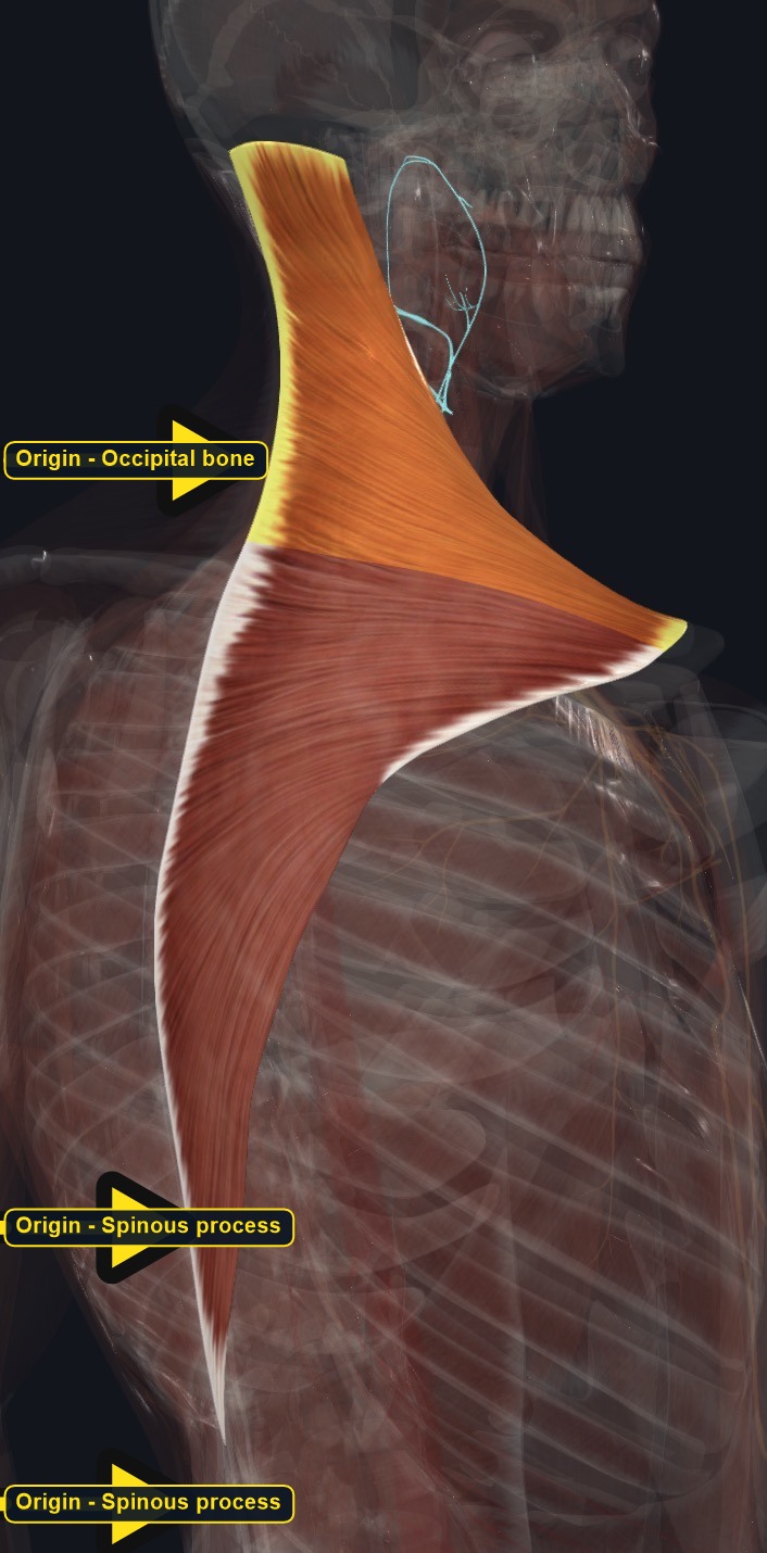 Skull and spine with the origin sites of trapezius marked (arrows and labels mark the origin)