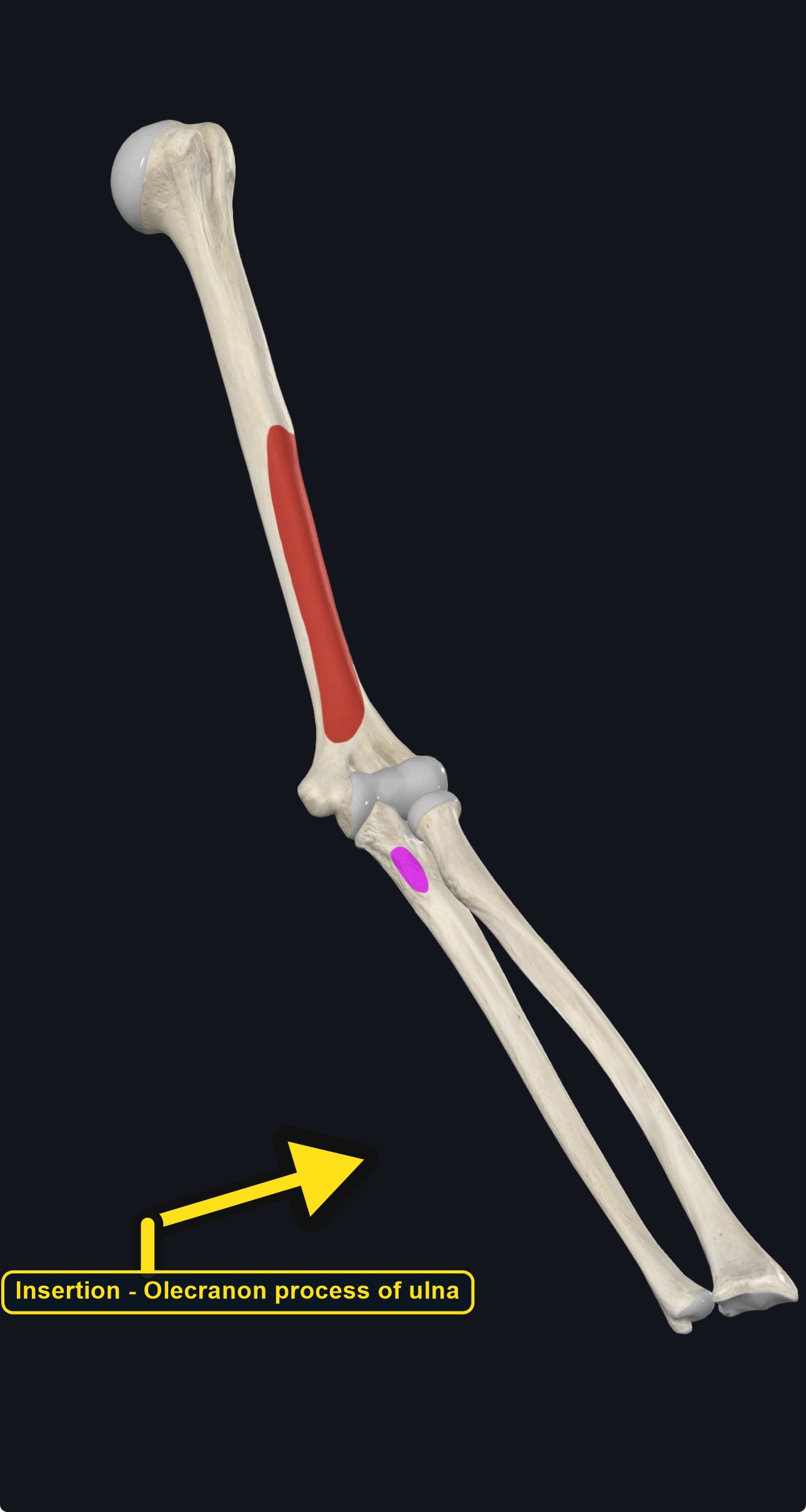 Humerus and ulna with the attachment sites of triceps brachii marked (arrows and labels mark the insertion)