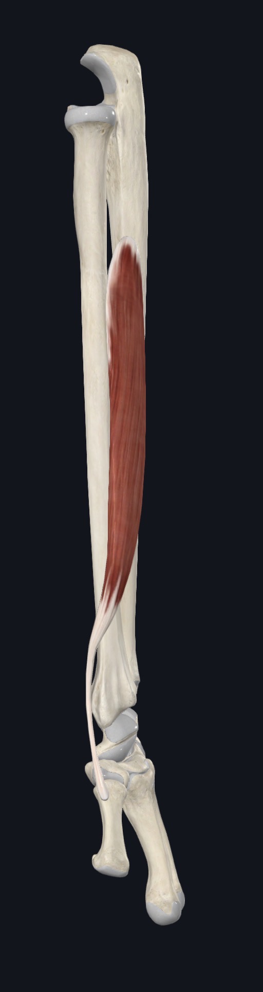 Abductor pollicis longus on the posterior forearm