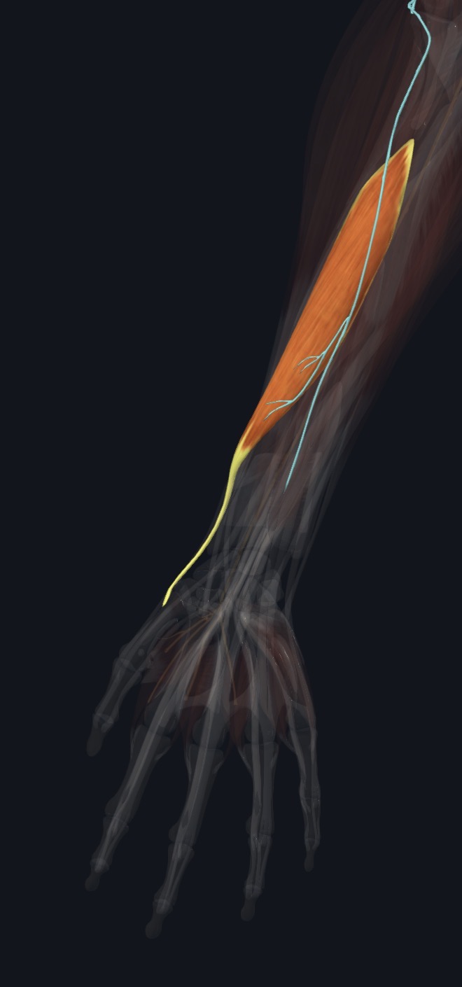 Abductor pollicis longus with its nerve supply