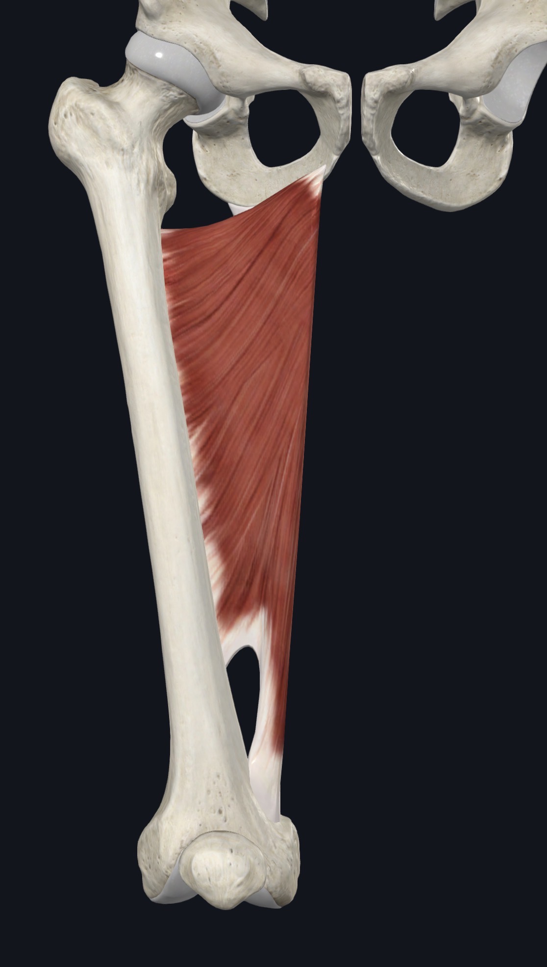 Adductor longus on the medial thigh