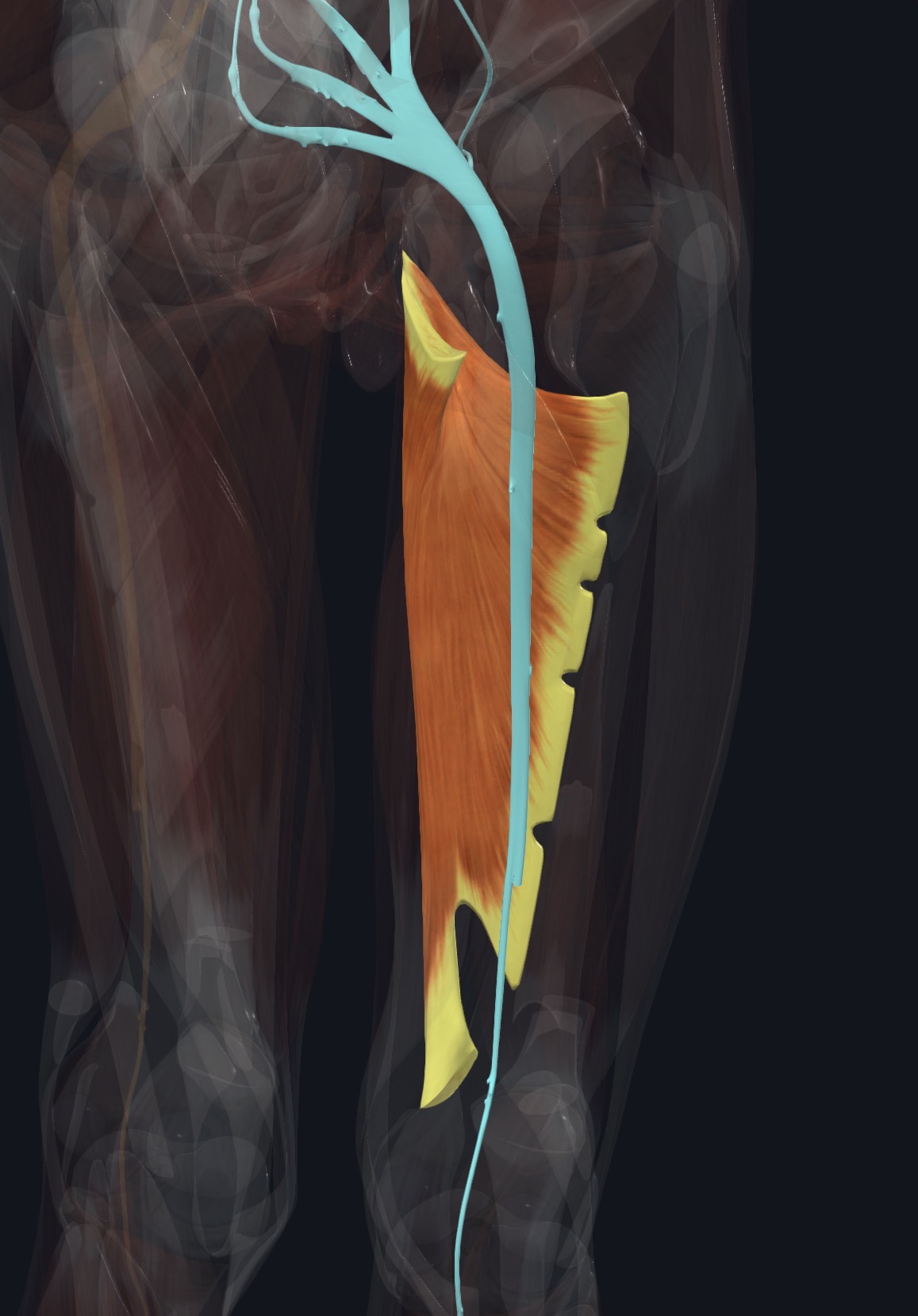 Adductor longus with its nerve supply