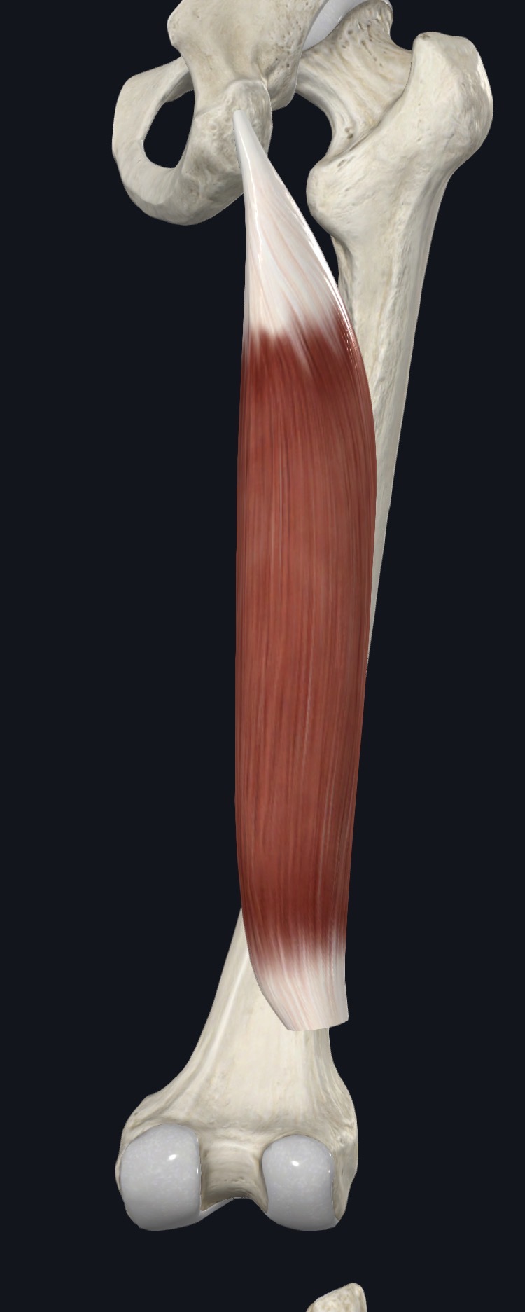 Hamstring part of adductor magnus between the pelvis and the distal femur