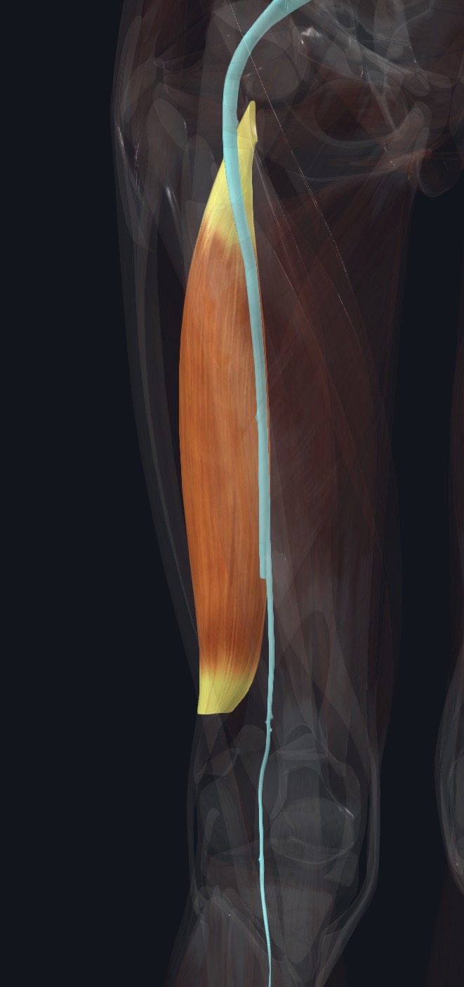 Hamstring part of adductor magnus with the sciatic nerve running beside it