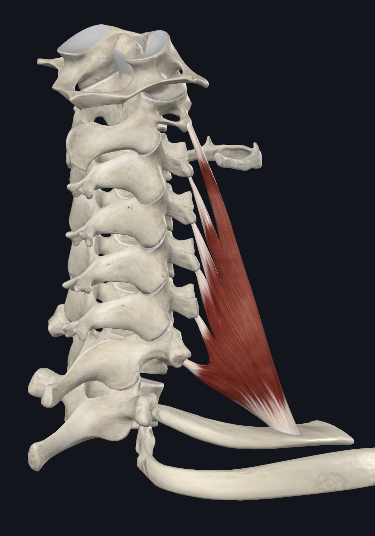 Anterior scalene from the cervical vertebrae to the first rib