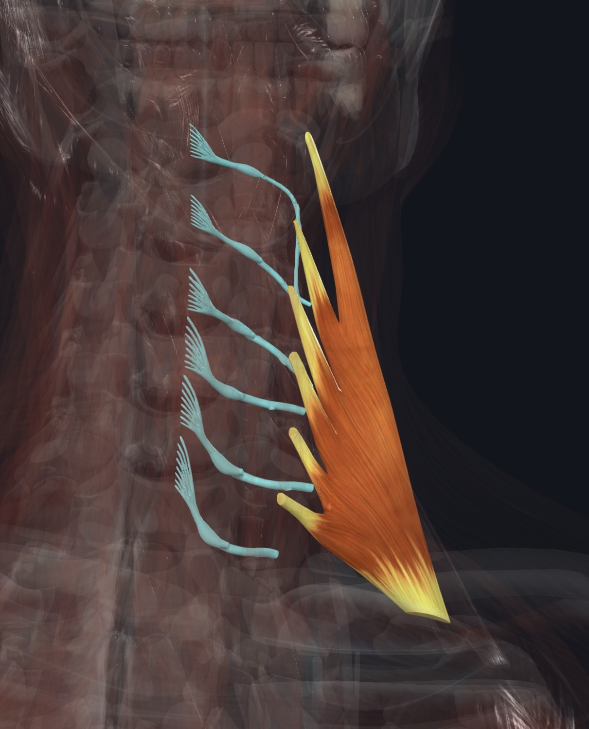 Anterior scalene with cervical nerve branches