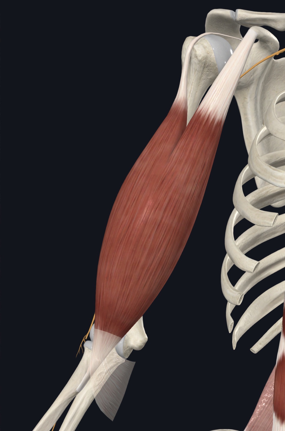 Anterior biceps brachii showing both heads, belly, and distal tendon