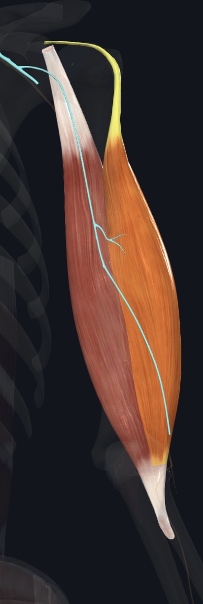 Musculocutaneous nerve coursing between biceps and brachialis