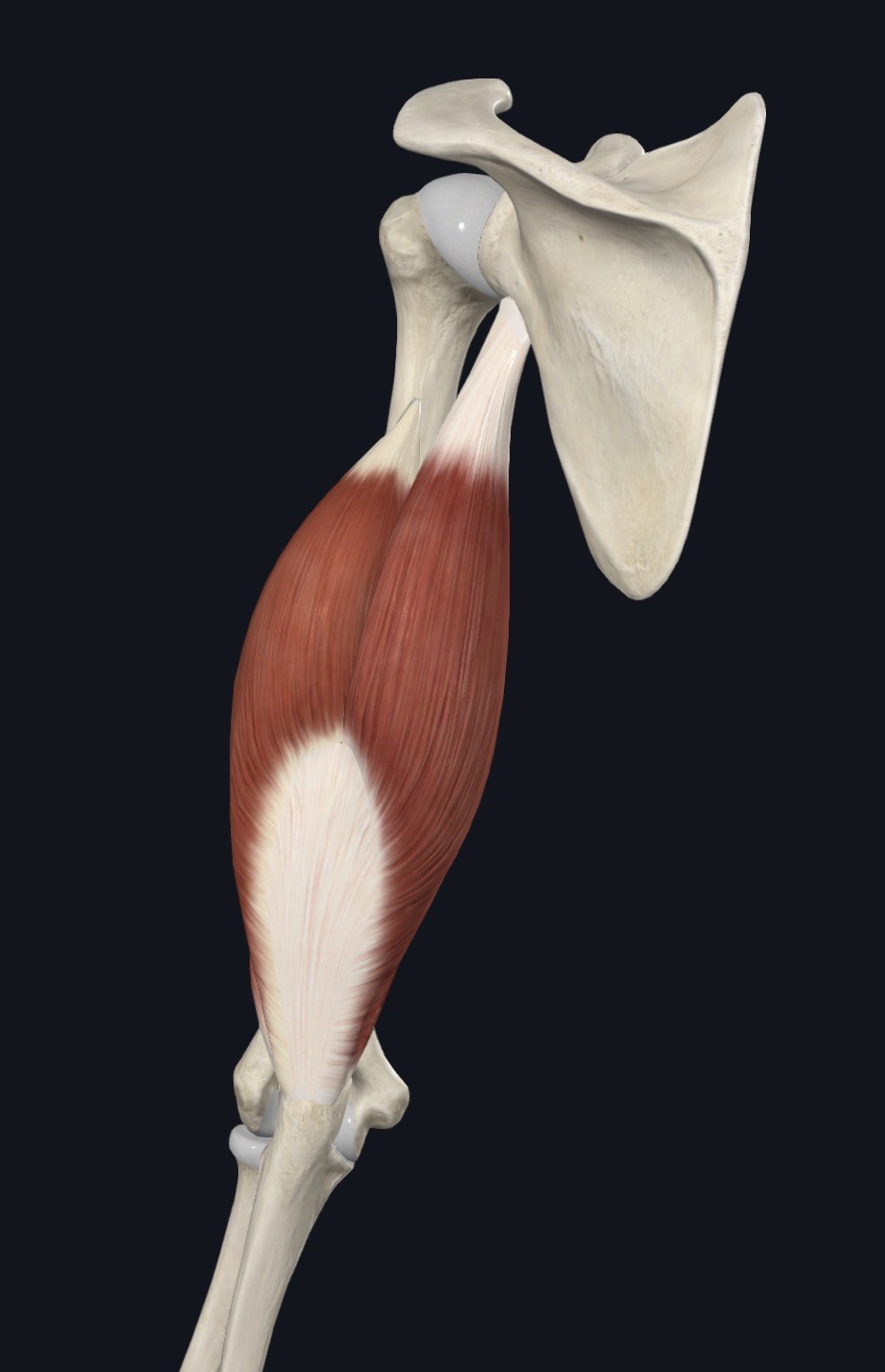 Biceps from an oblique view showing both heads and common distal tendon