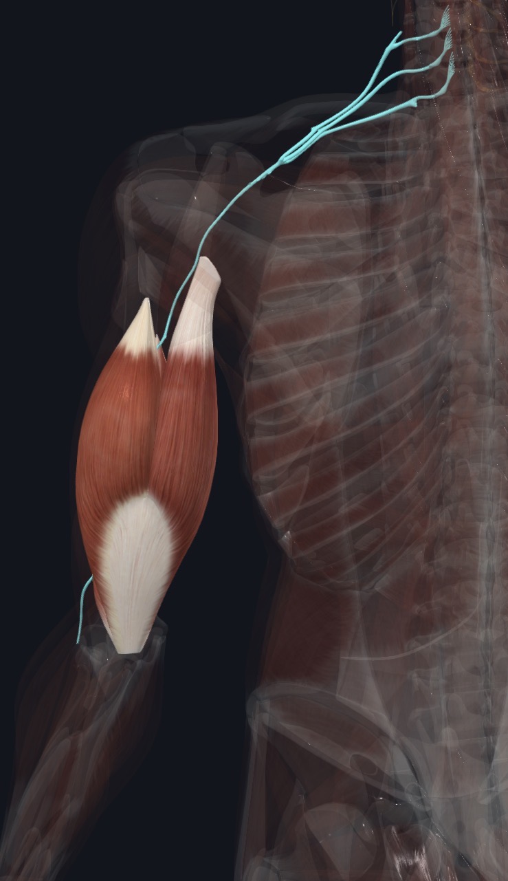 Anterior arm with musculocutaneous nerve and brachial plexus visible