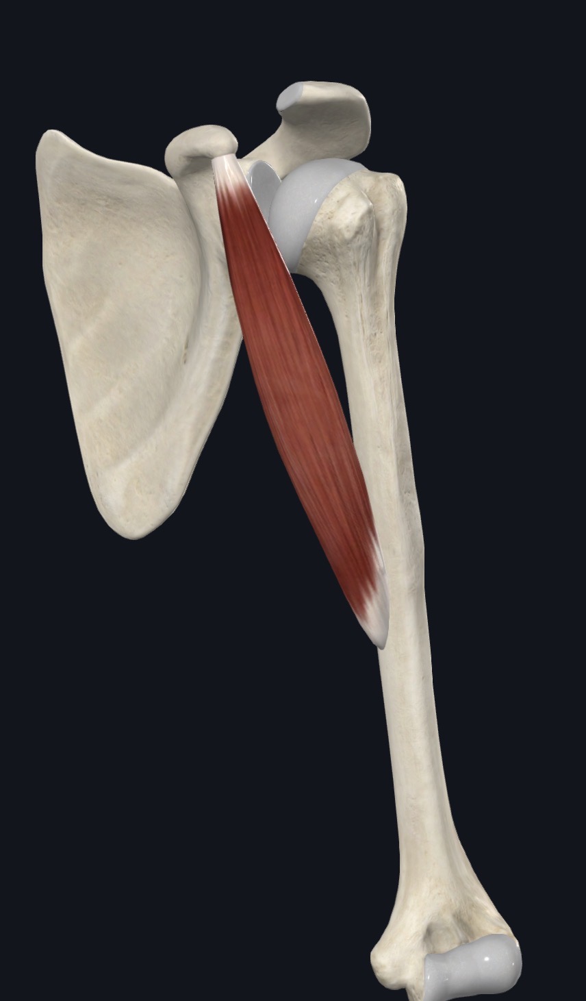 Coracobrachialis running from coracoid process to medial humerus