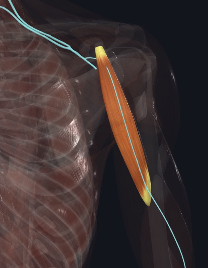 Musculocutaneous nerve passing through coracobrachialis
