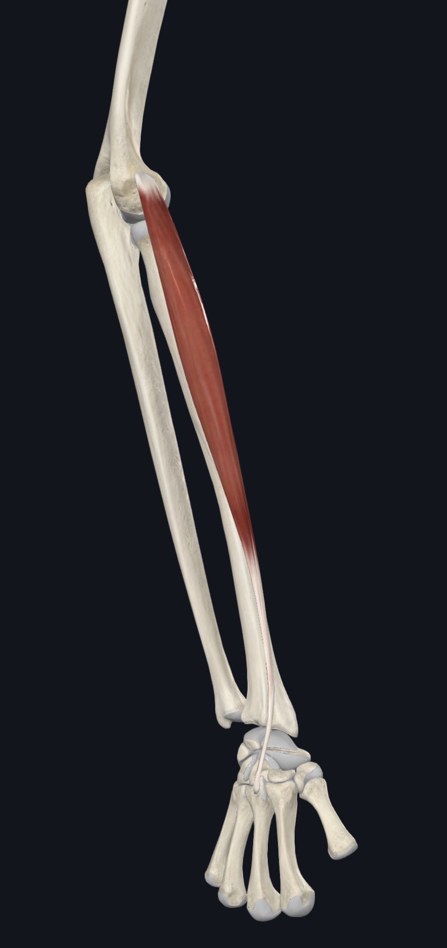 Extensor carpi radialis longus highlighted