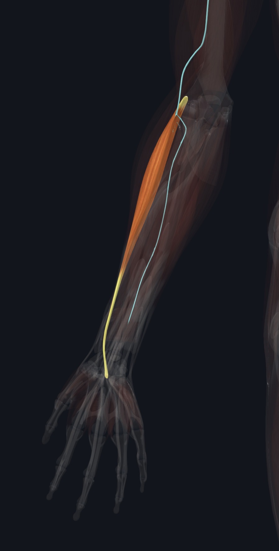 Radial nerve relationship to ECRL