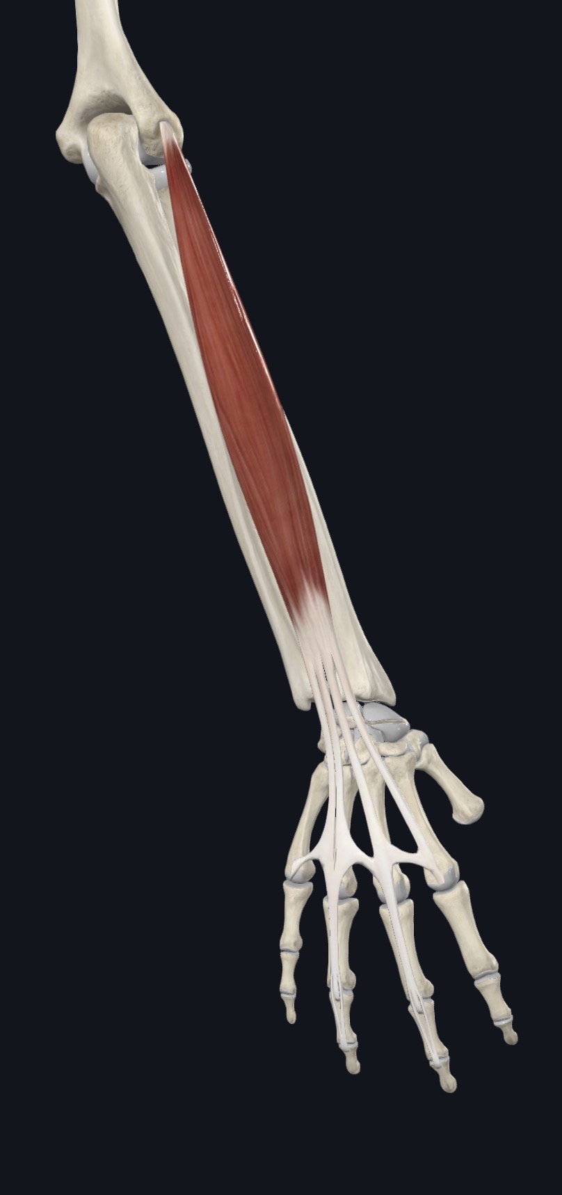 Extensor digitorum highlighted