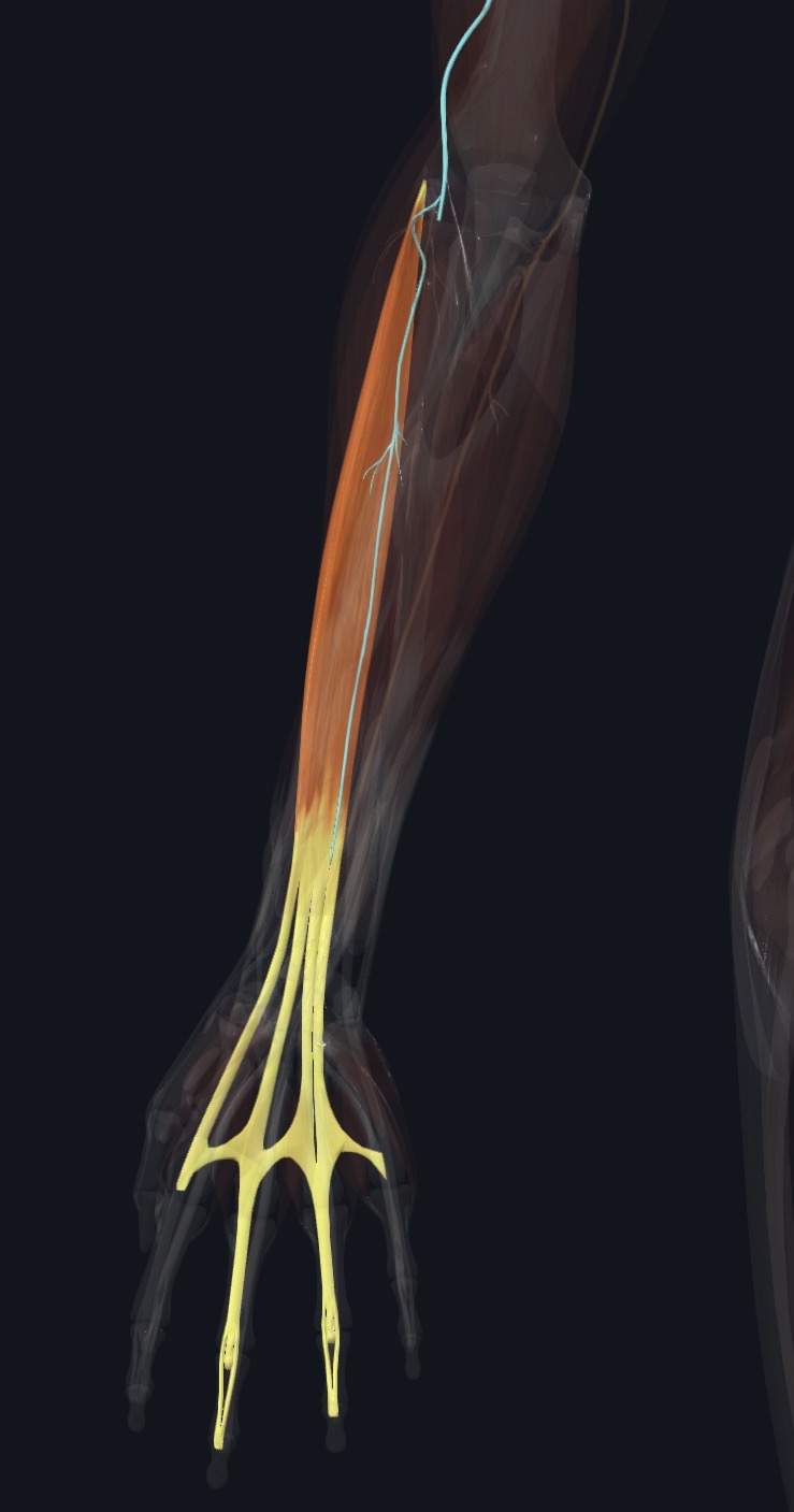 Posterior interosseous nerve relationship