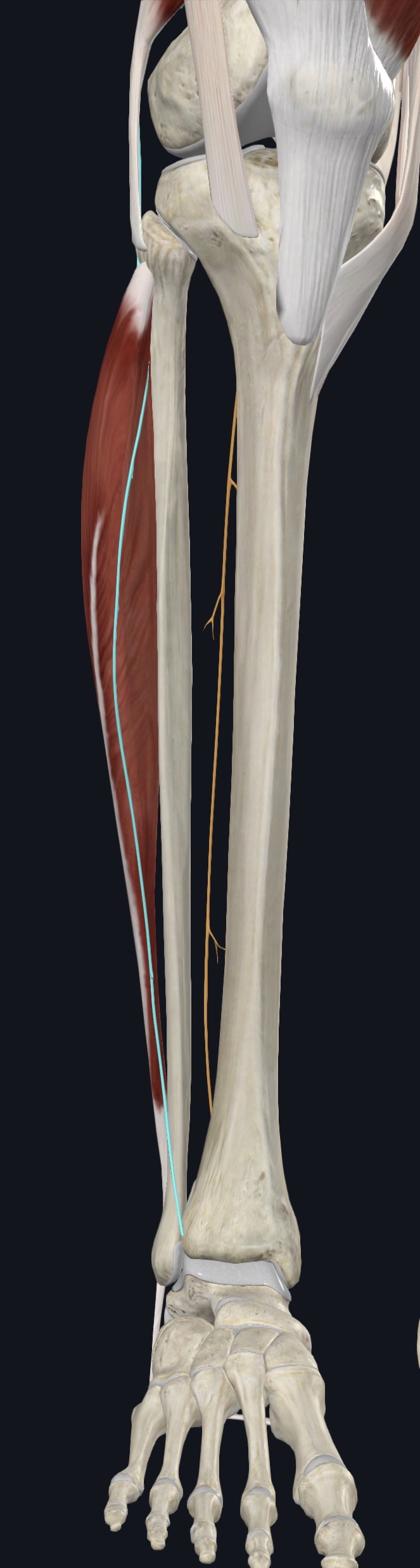 Fibularis longus on the lateral leg with its nerve