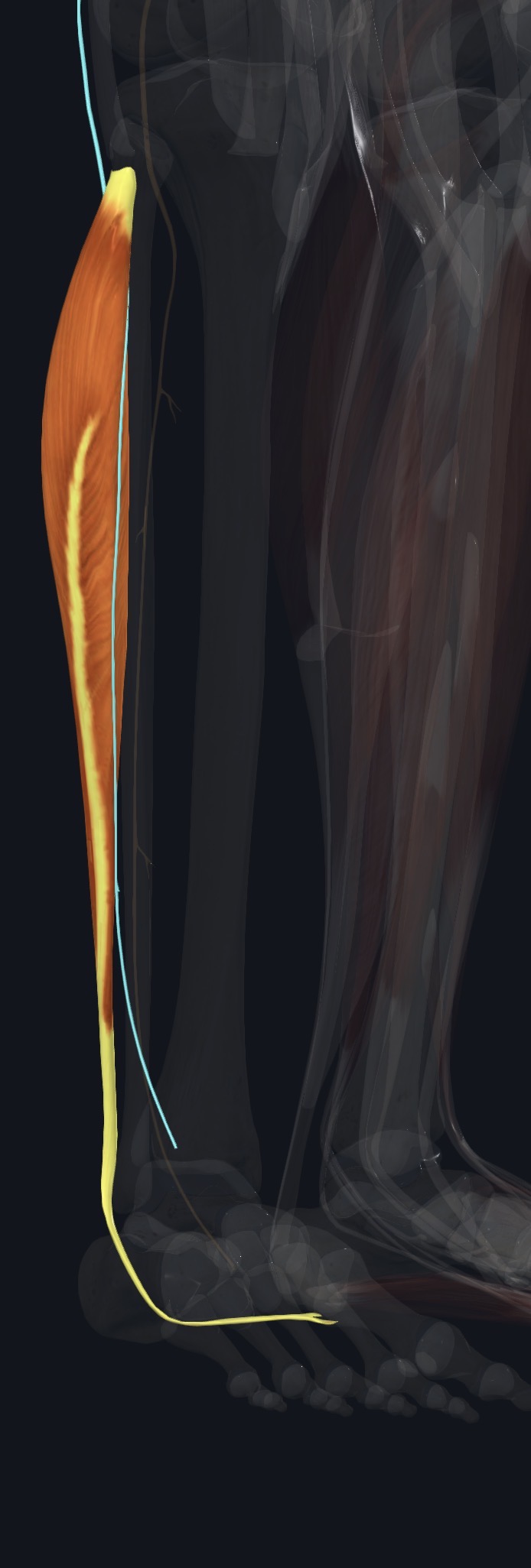 Fibularis longus with its tendon curving behind the lateral malleolus