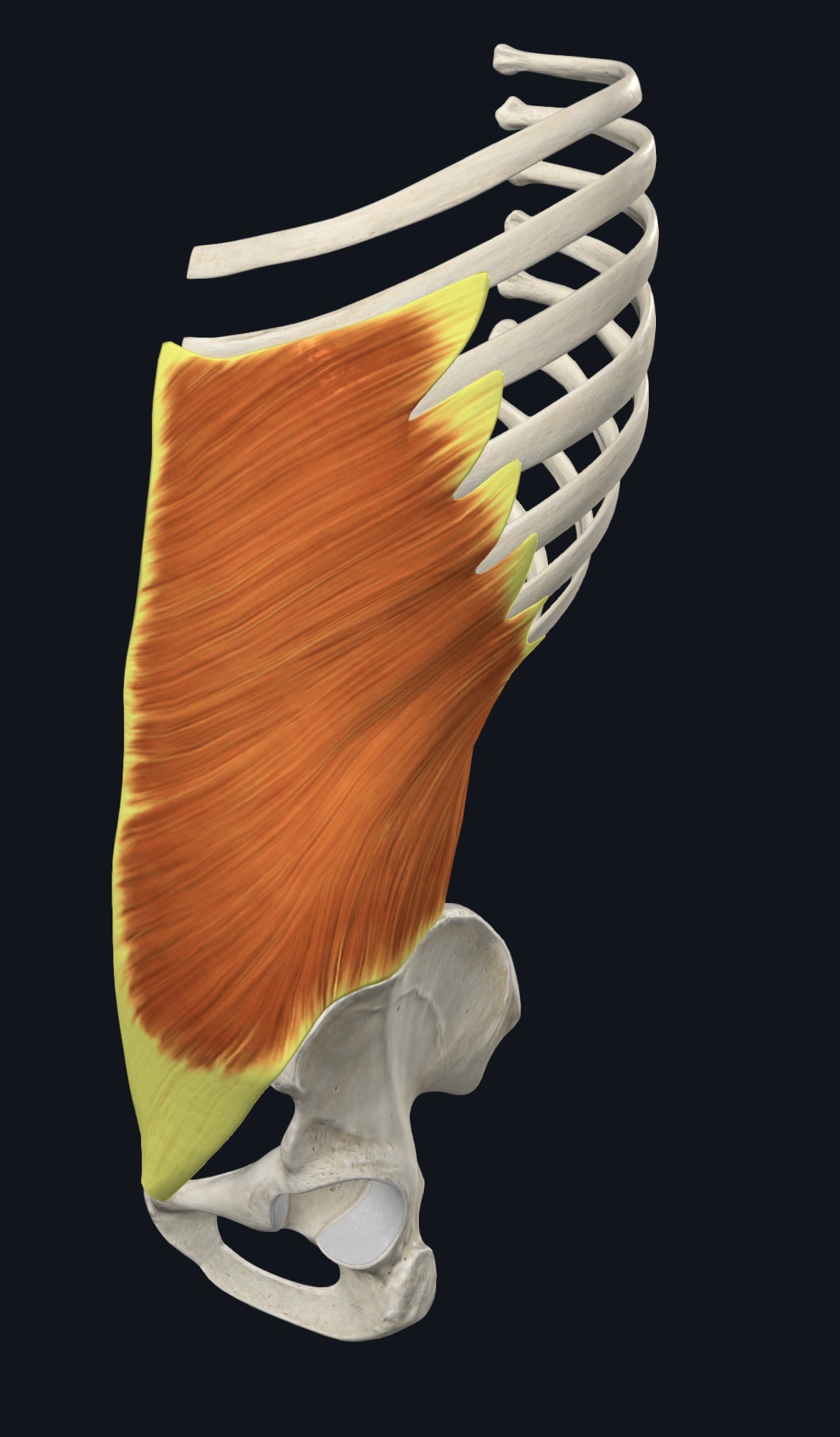 External oblique highlighted