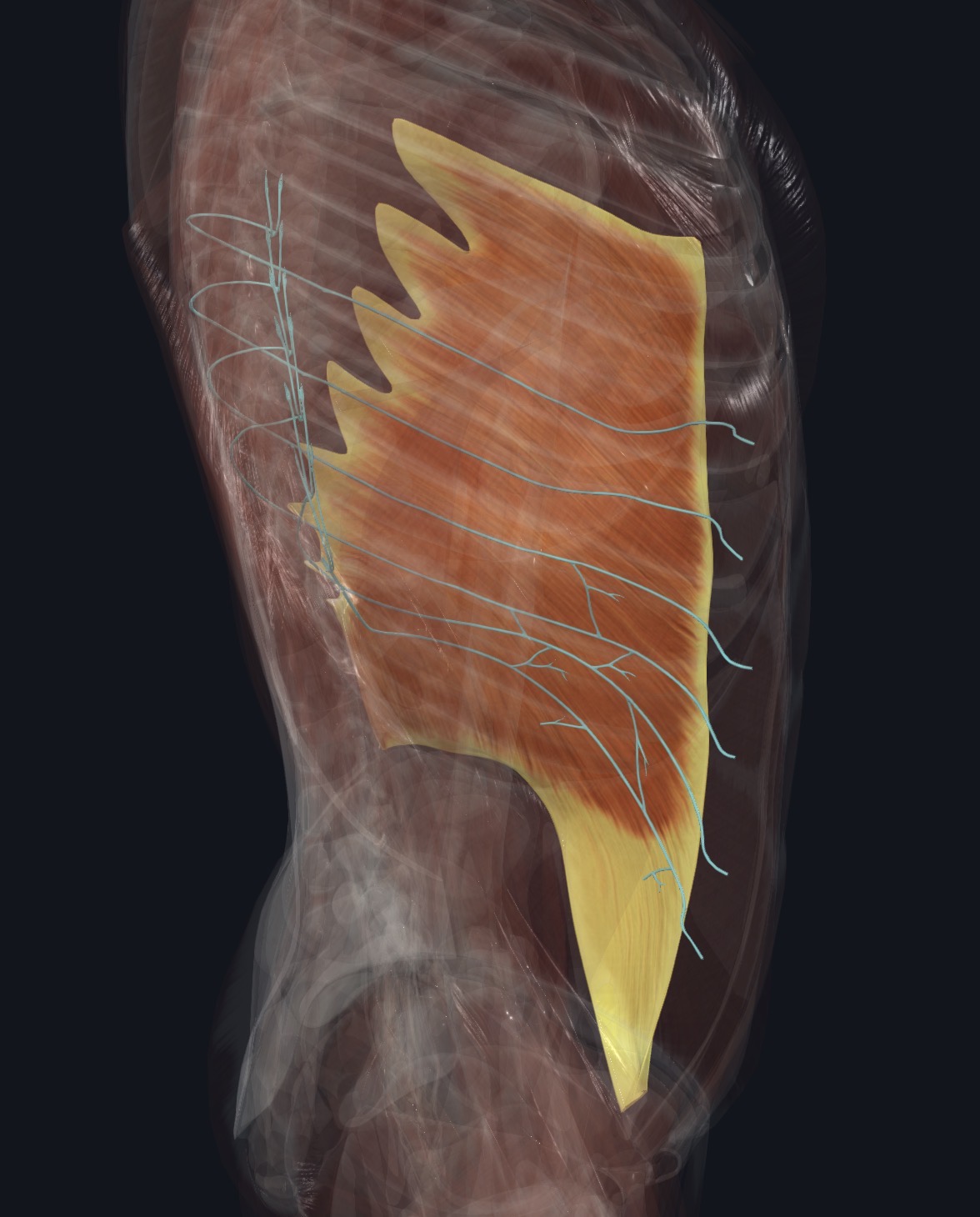 Thoracoabdominal nerve supply