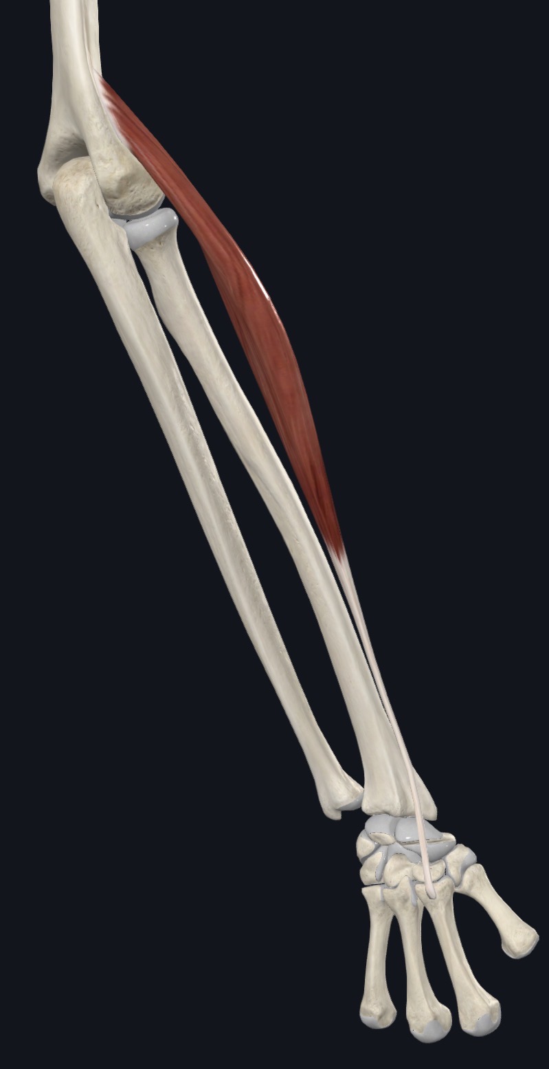 Flexor carpi ulnaris along the ulnar side of the forearm