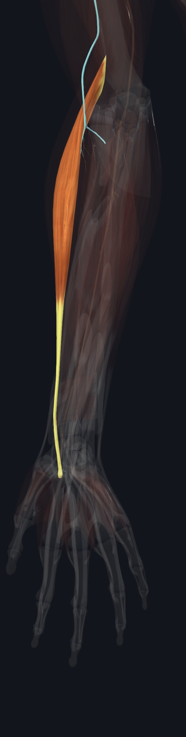 Flexor carpi ulnaris with its nerve supply