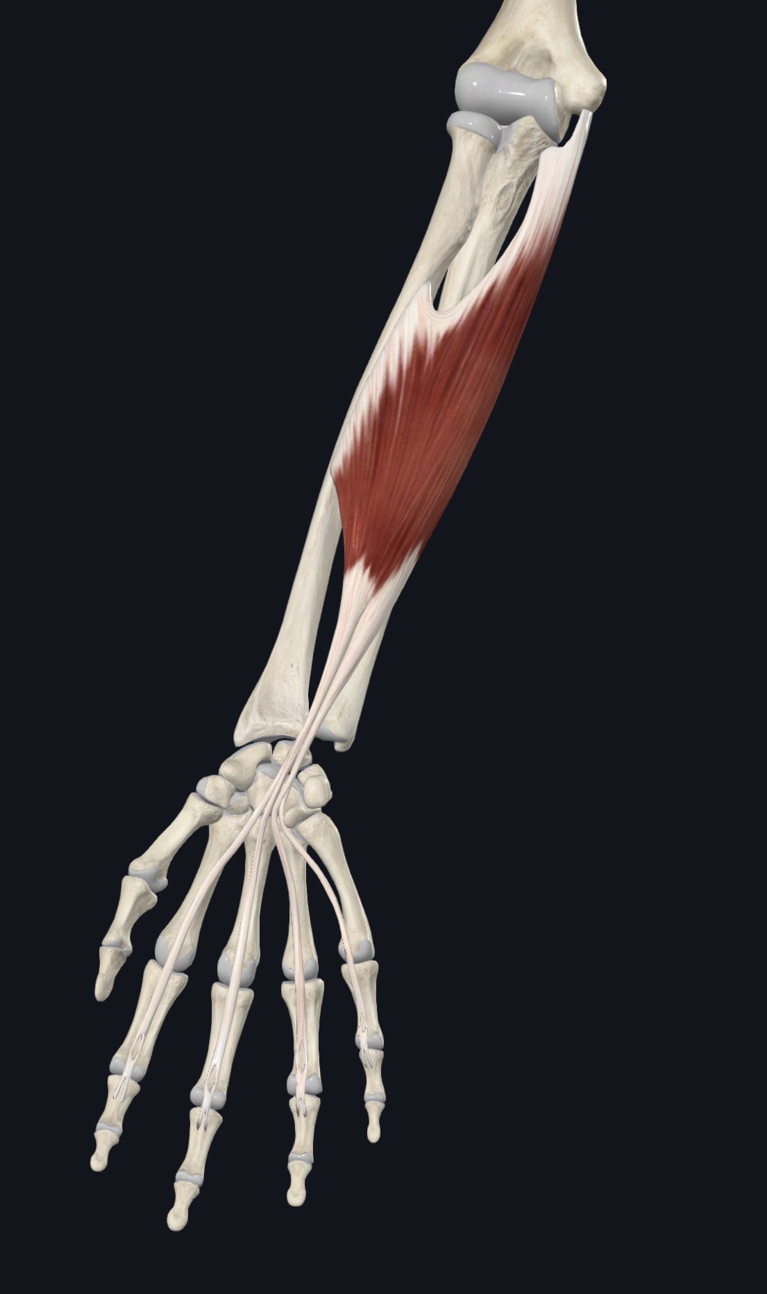 Flexor digitorum profundus with four tendons to the fingers