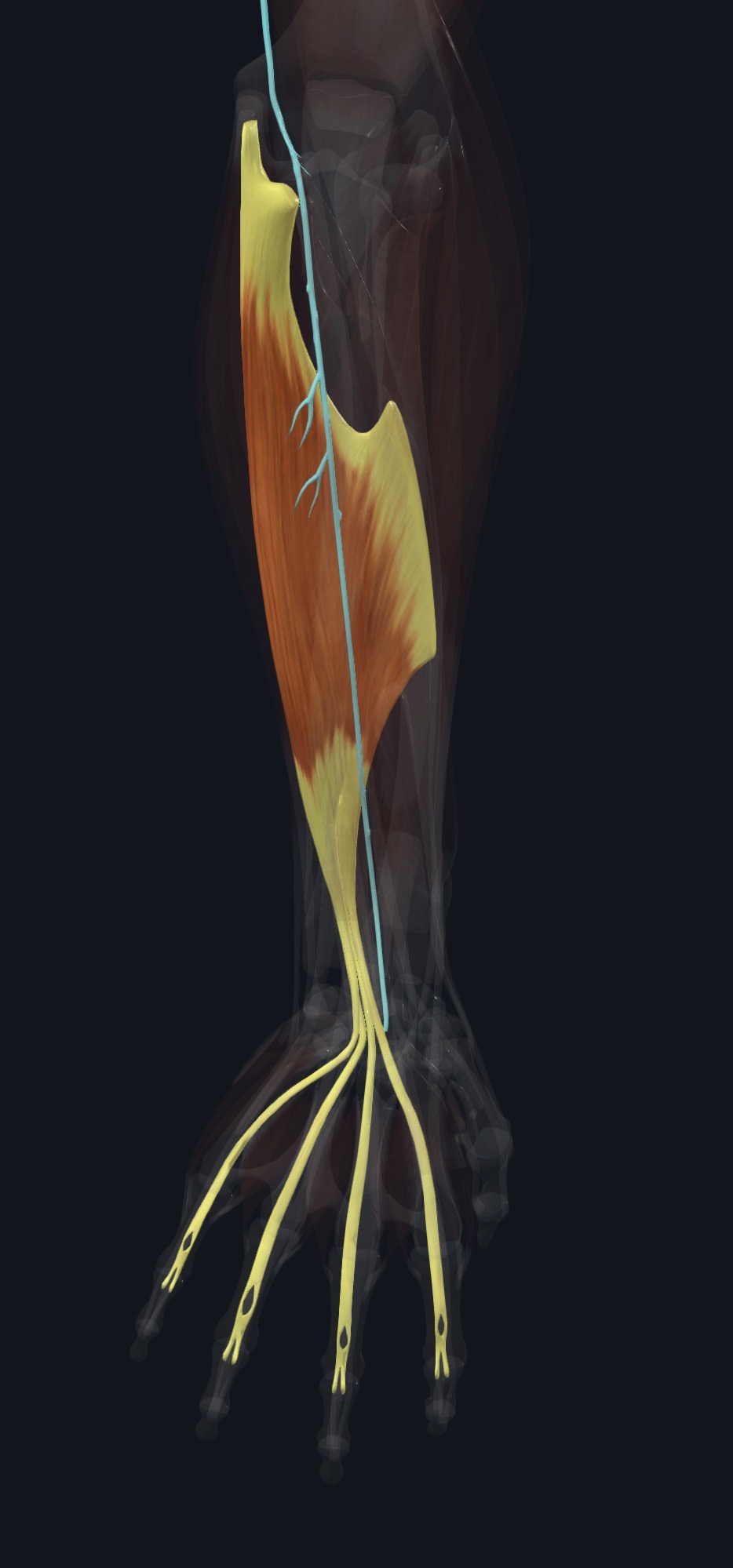 Flexor digitorum profundus with nerve supply