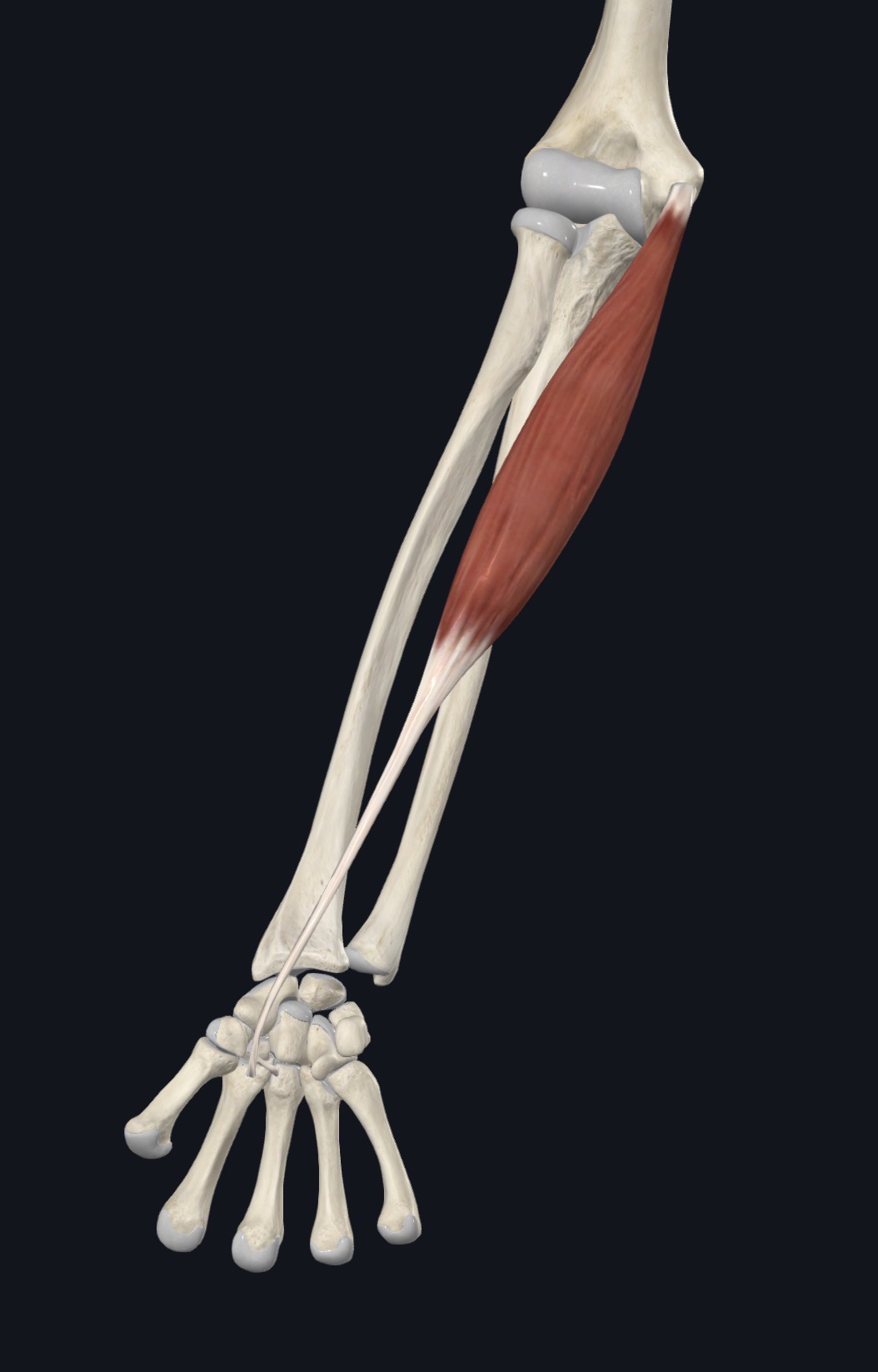 Flexor carpi radialis from the medial epicondyle to the wrist