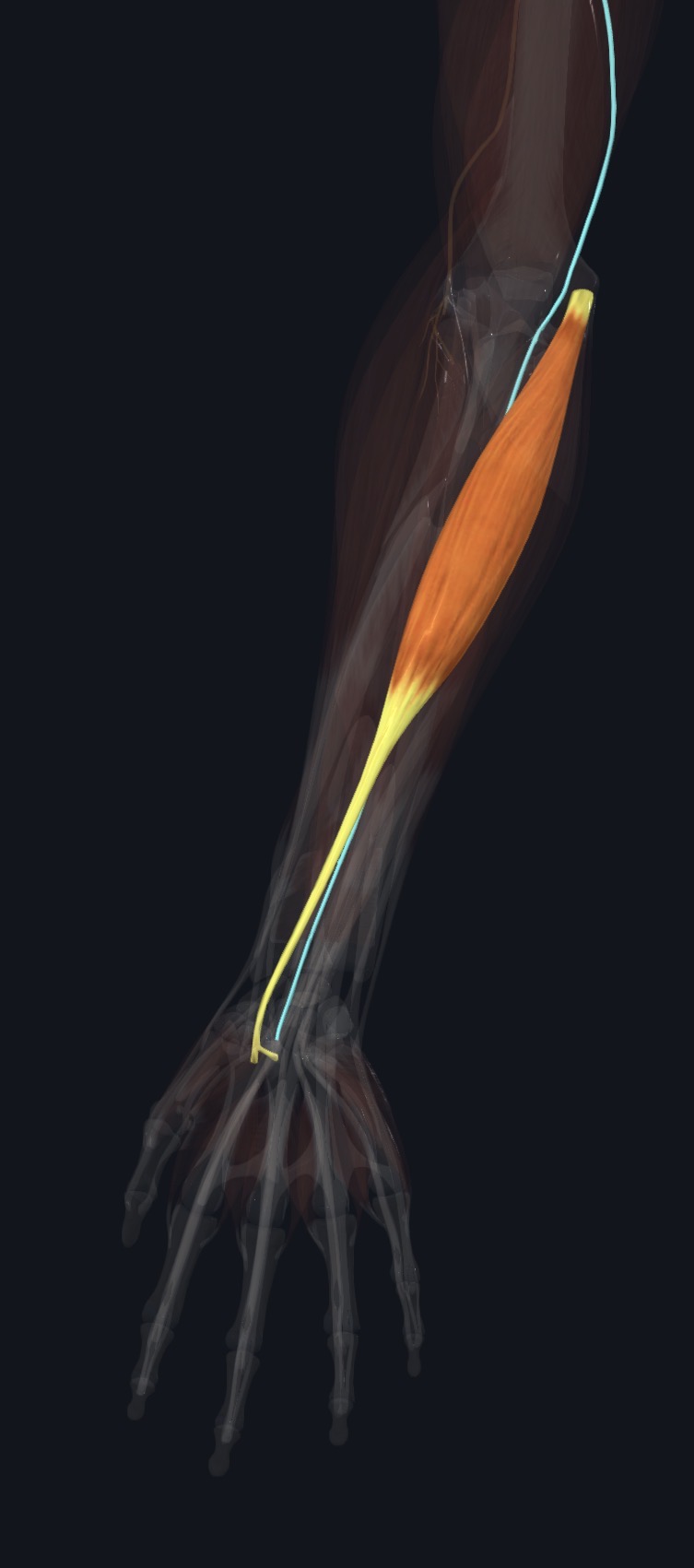 Flexor carpi radialis with its nerve supply
