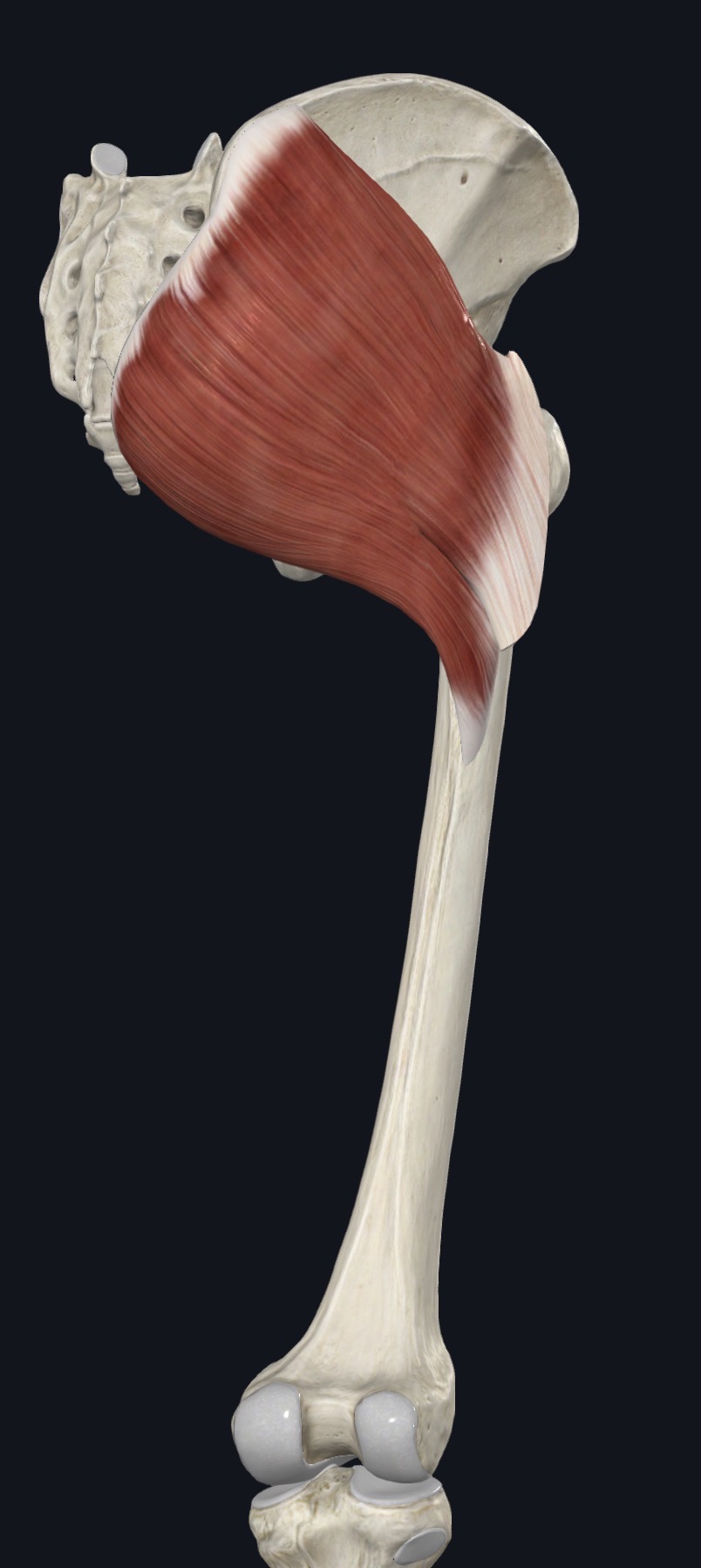 Gluteus maximus highlighted