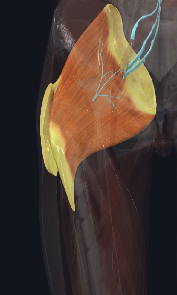 Inferior gluteal nerve relationship
