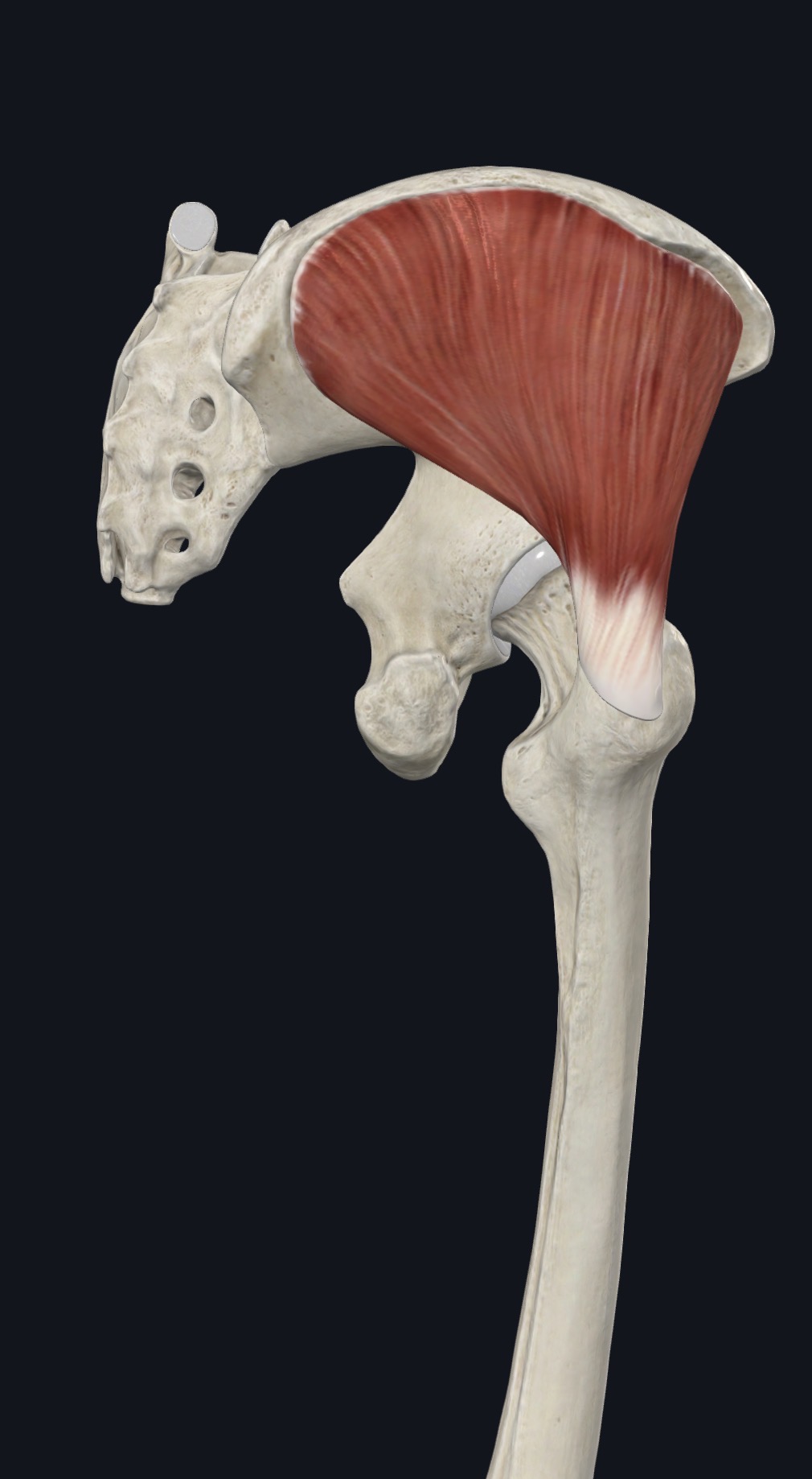 Gluteus medius highlighted