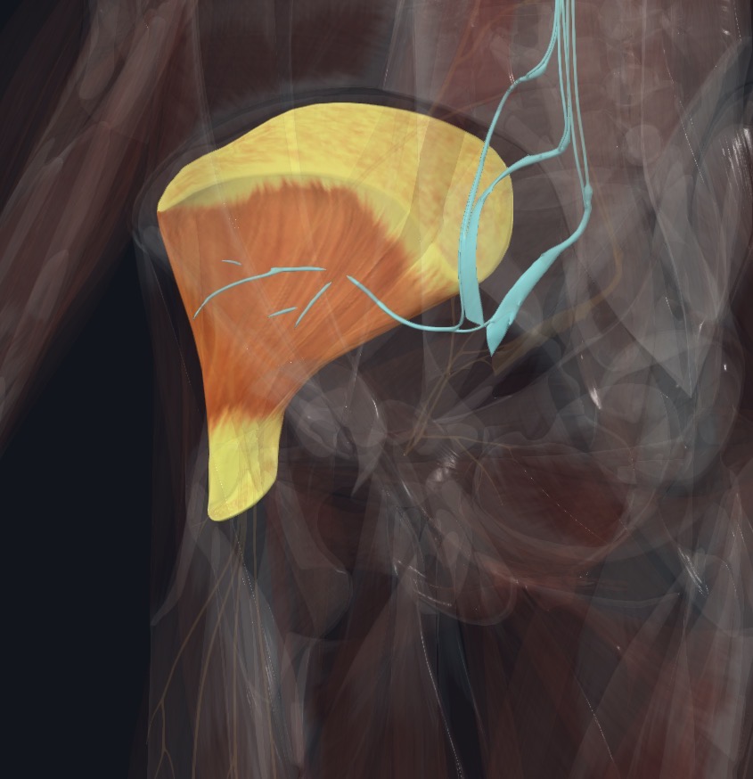 Superior gluteal nerve relationship