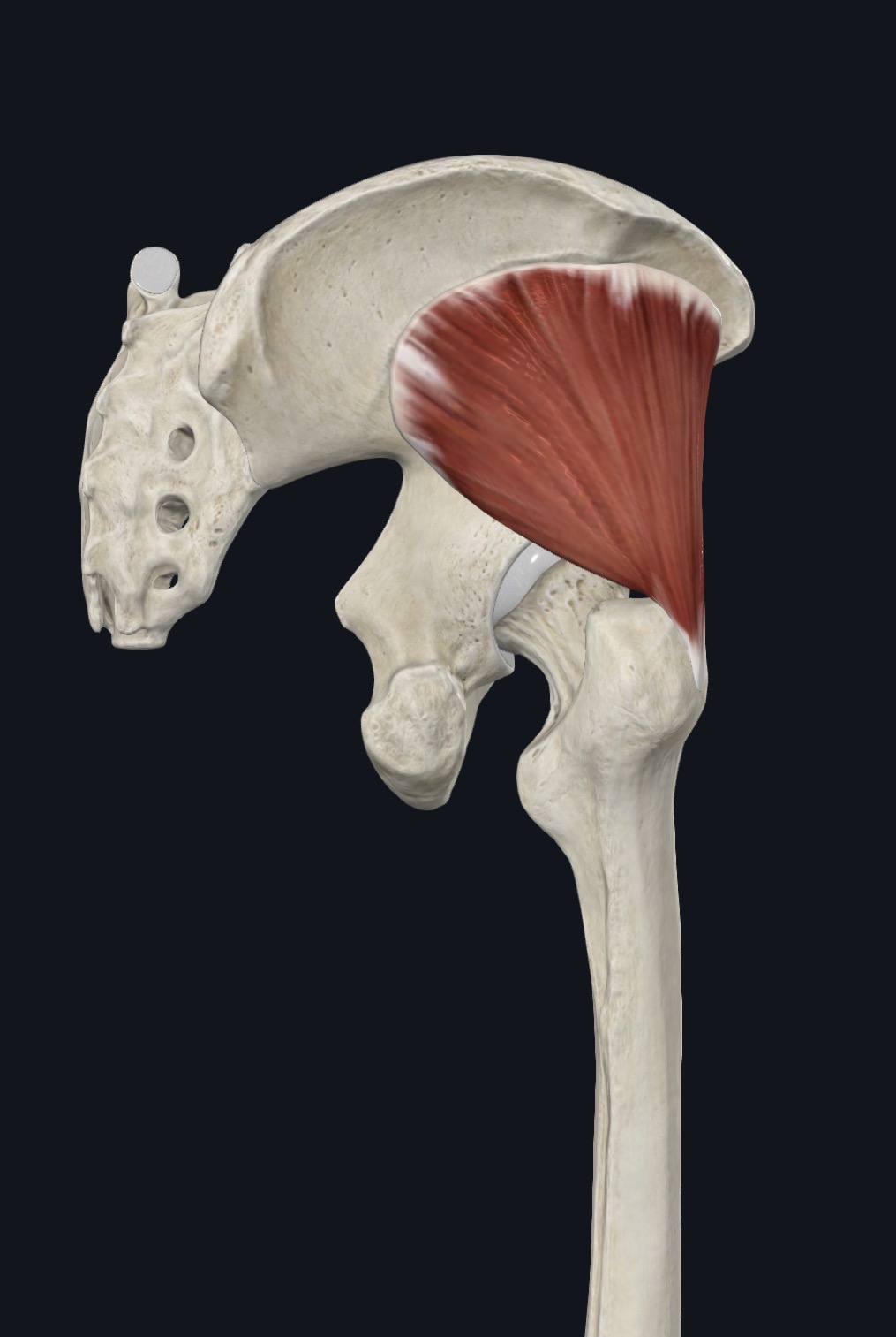 Gluteus minimus on the outer surface of the ilium
