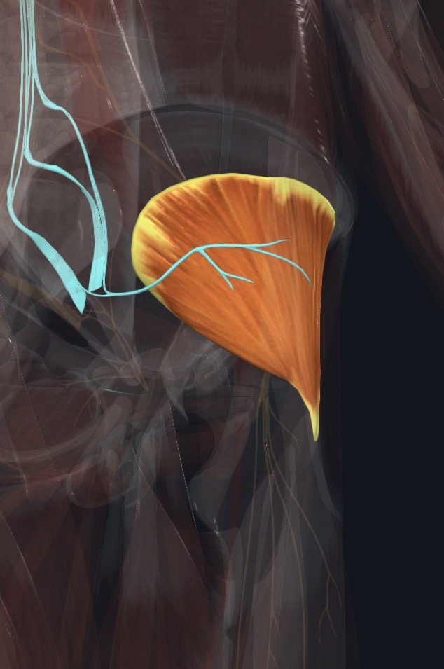 Gluteus minimus with the superior gluteal nerve
