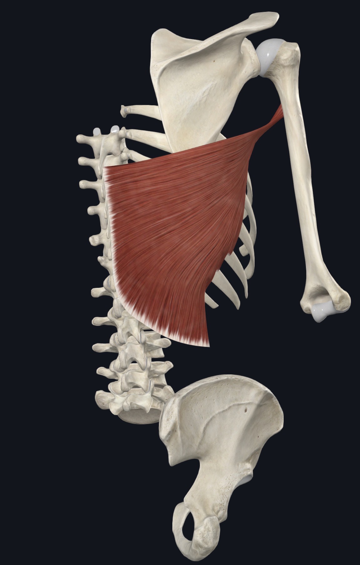 Latissimus dorsi on the back with the spine, ribs, pelvis, and arm bone
