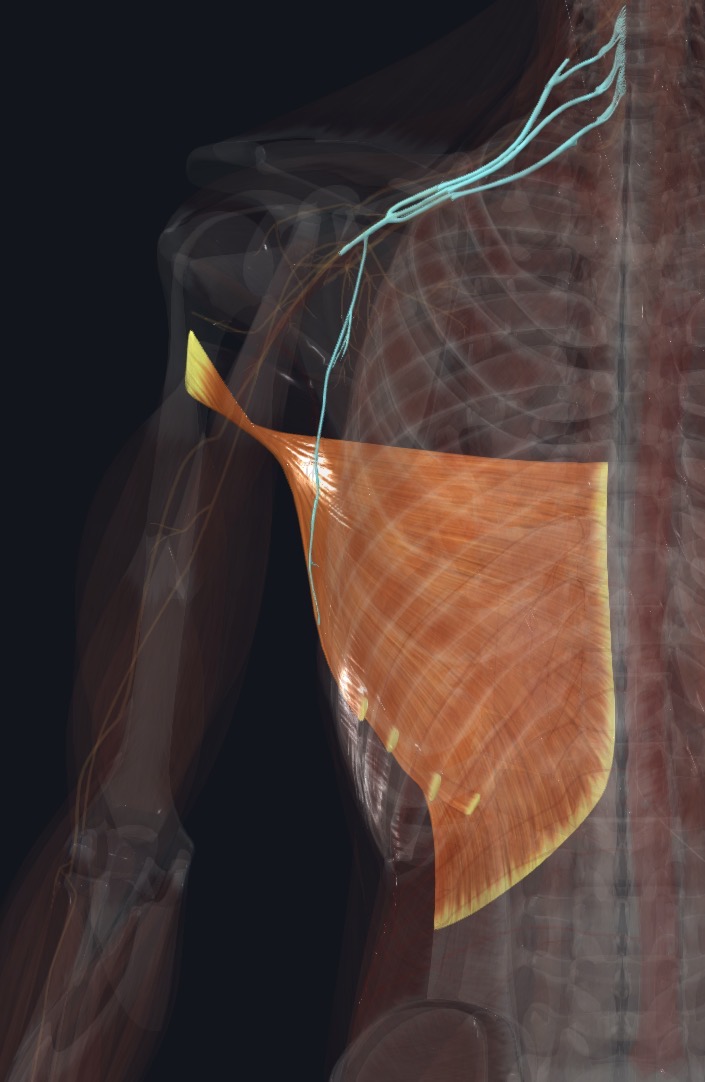Latissimus dorsi with the thoracodorsal nerve
