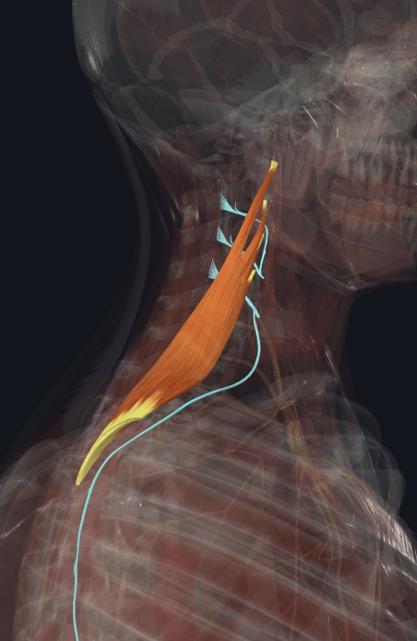 Levator scapulae in the neck with its nerve supply