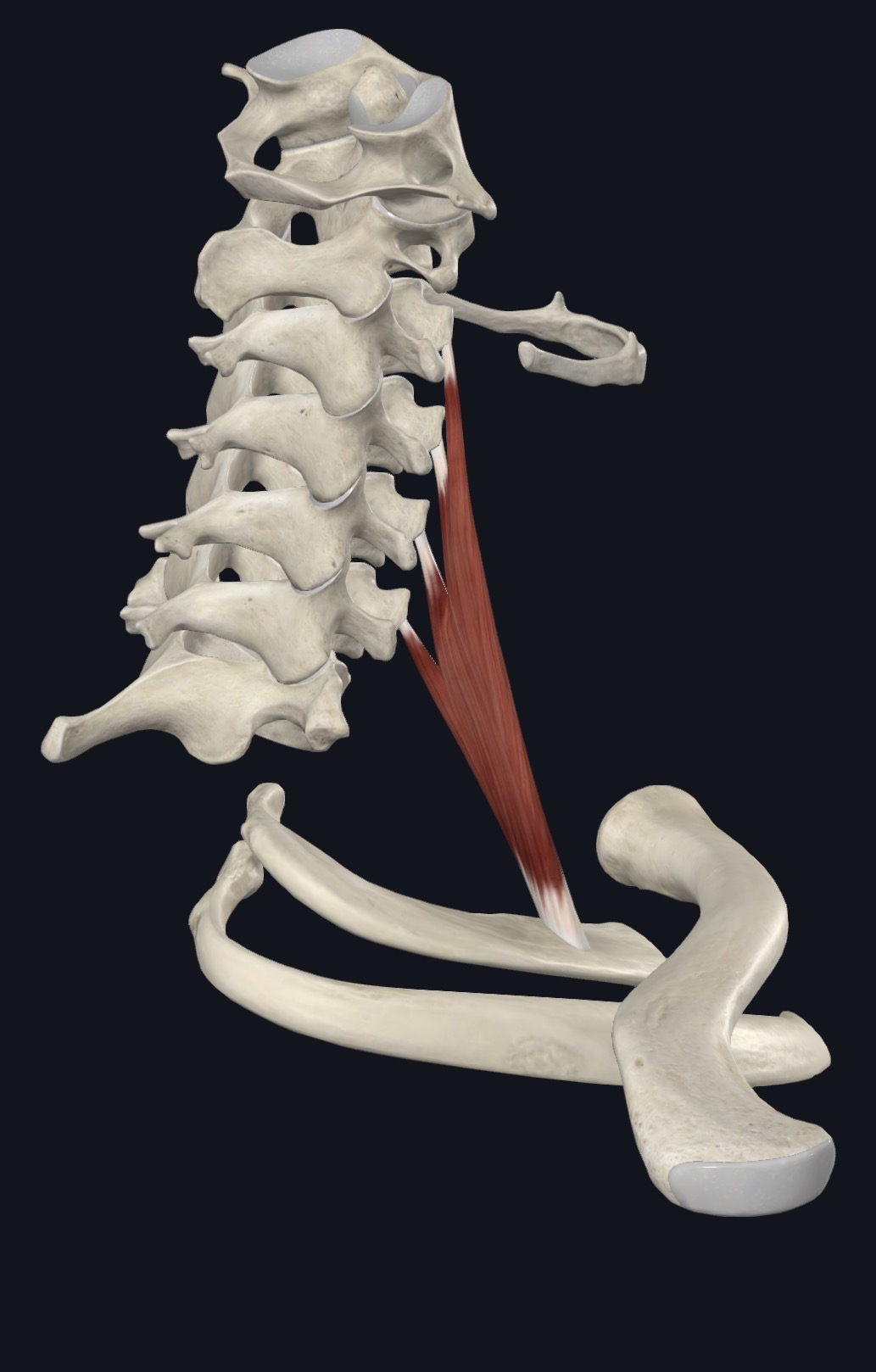 Middle scalene between the cervical spine and the first rib