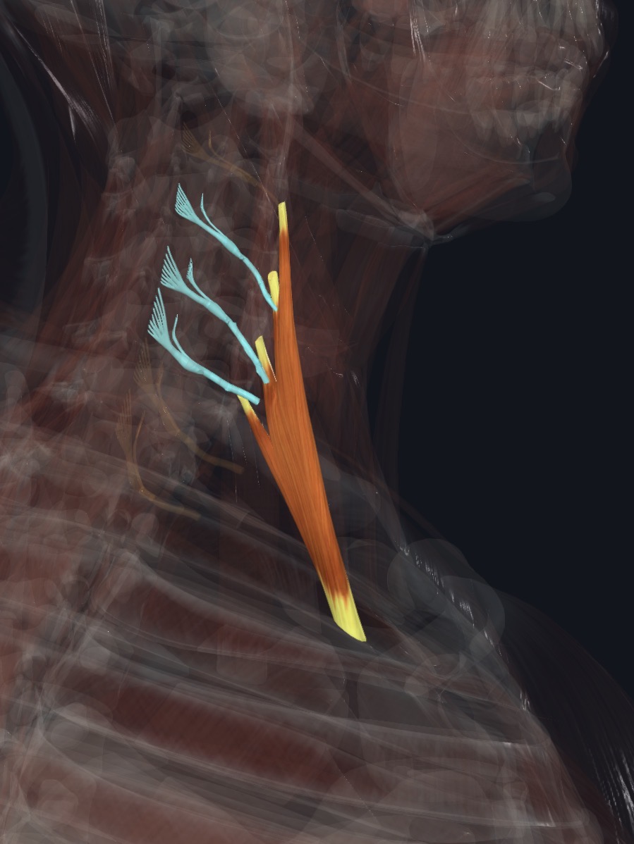 Middle scalene with the cervical nerves that supply it