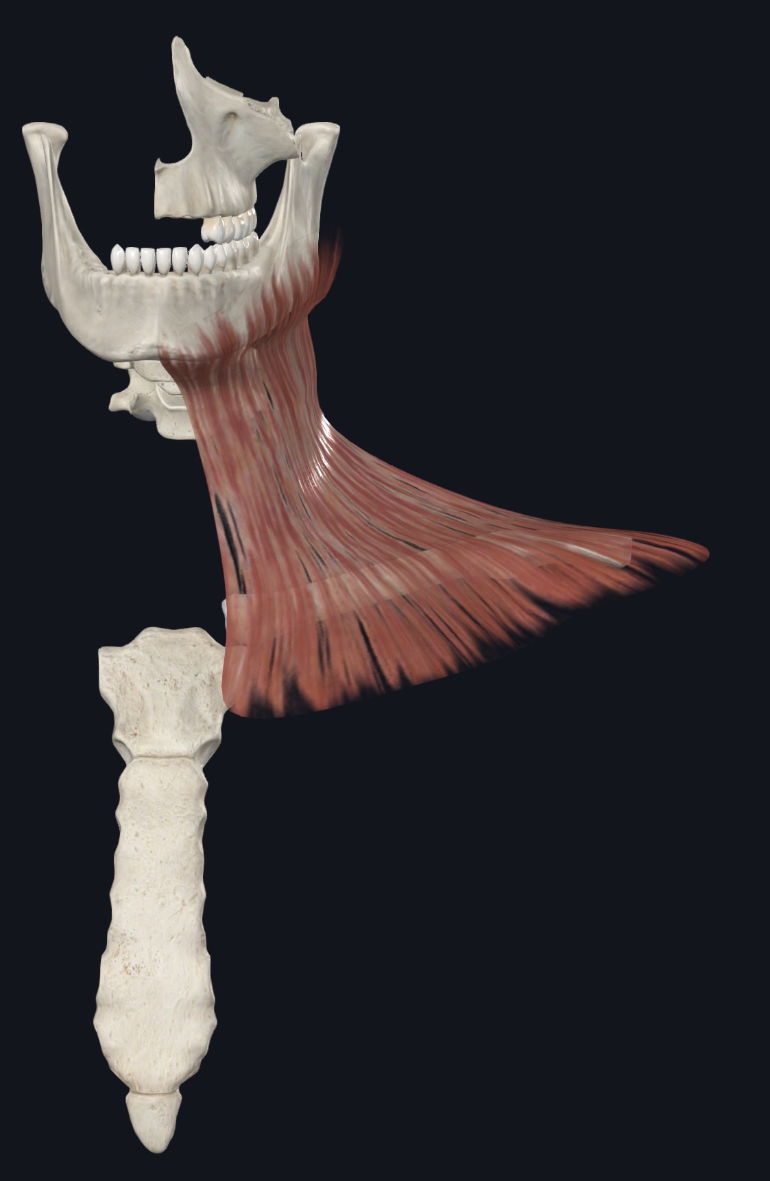 Mylohyoid stretching from the mandible to the hyoid region