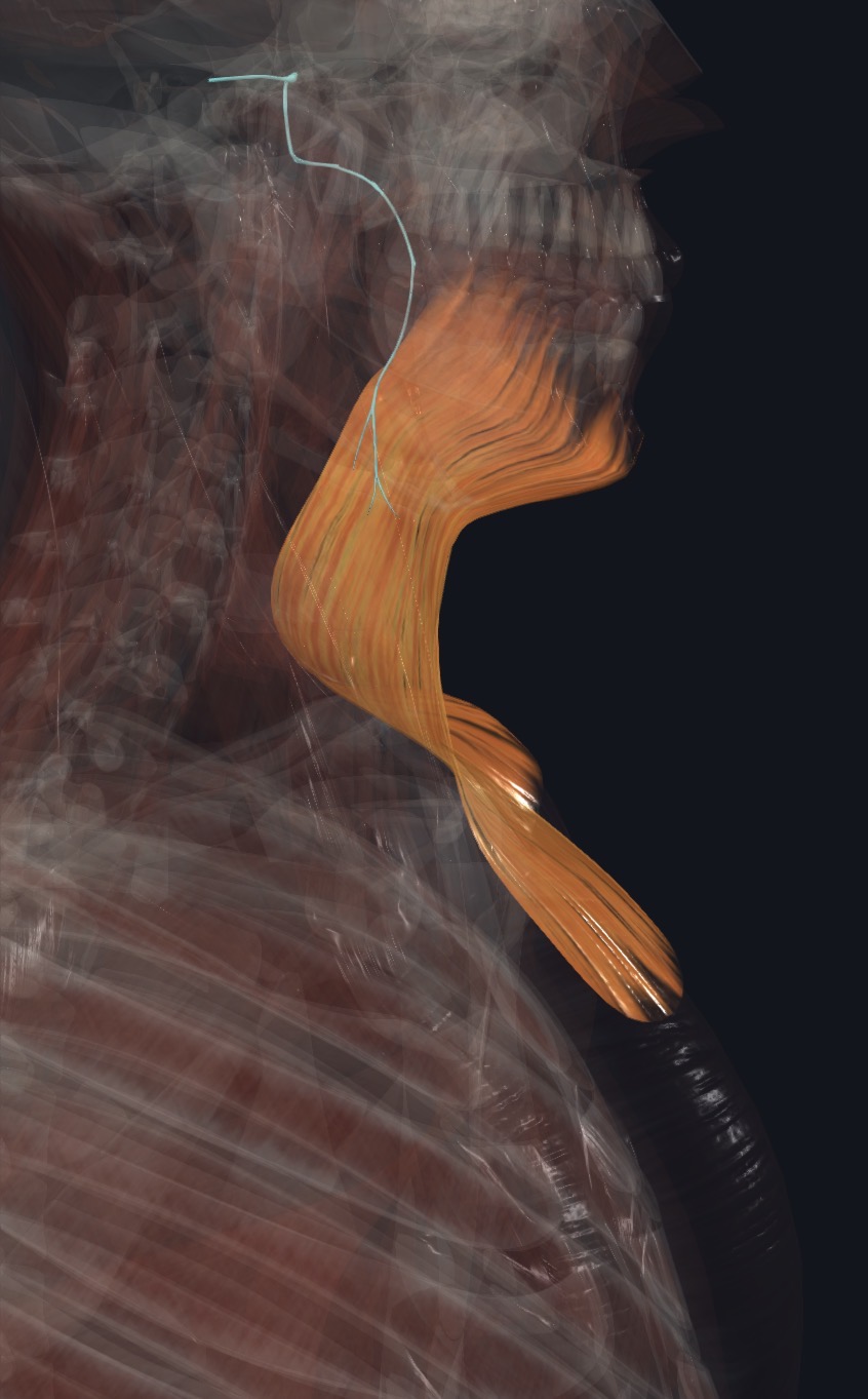 Mylohyoid with its nerve
