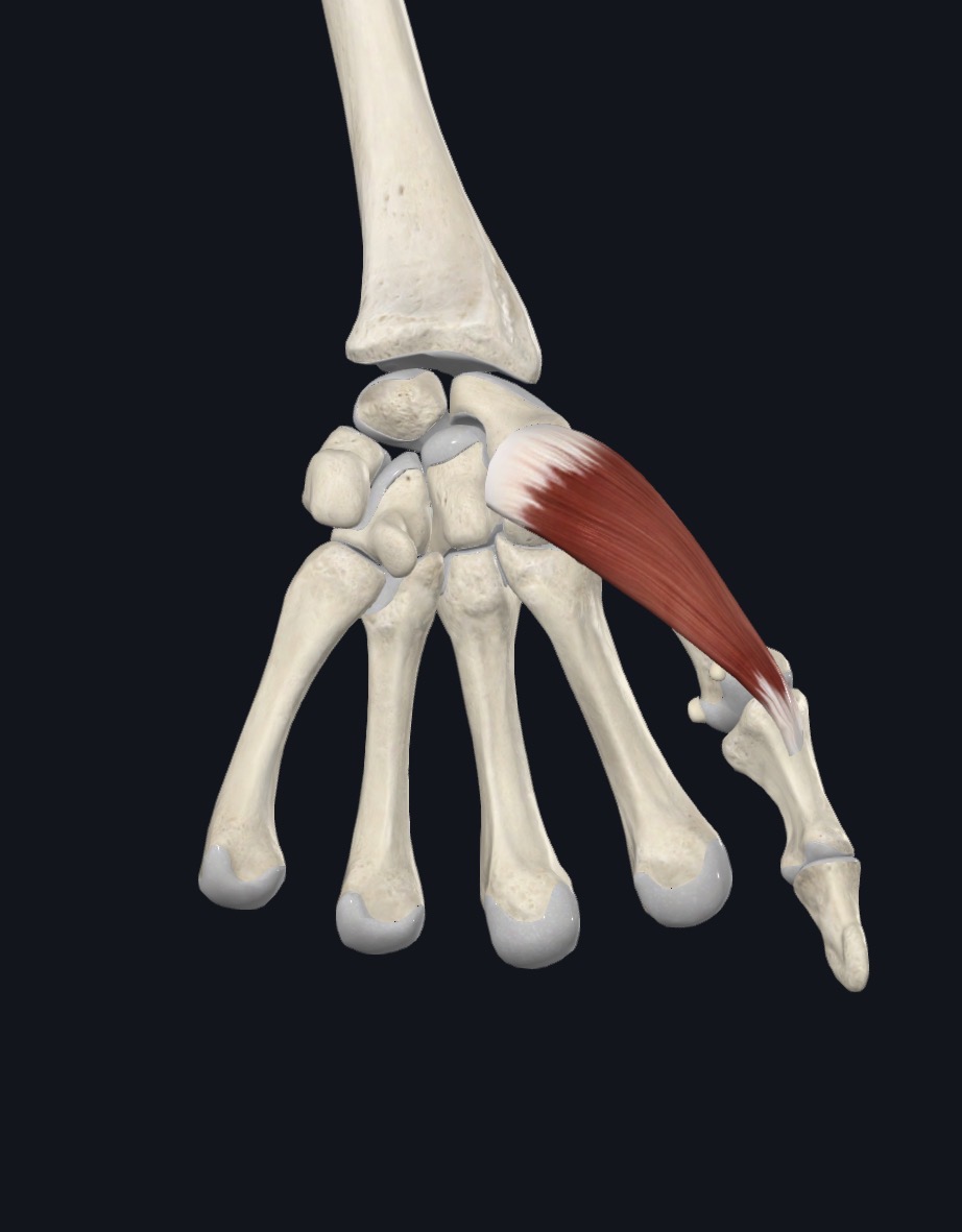 Opponens pollicis on the palm side of the hand