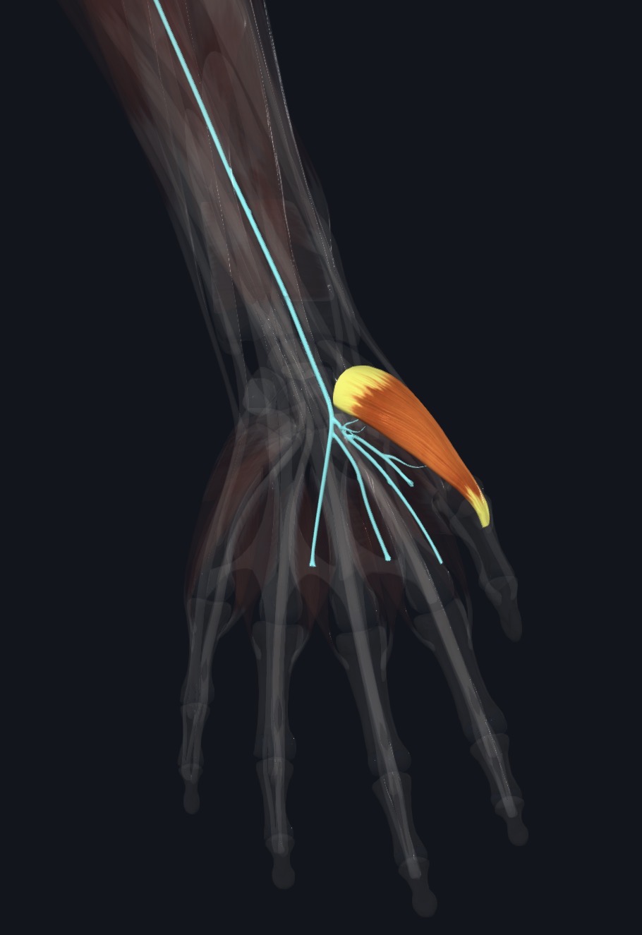 Opponens pollicis with the nerve that supplies it
