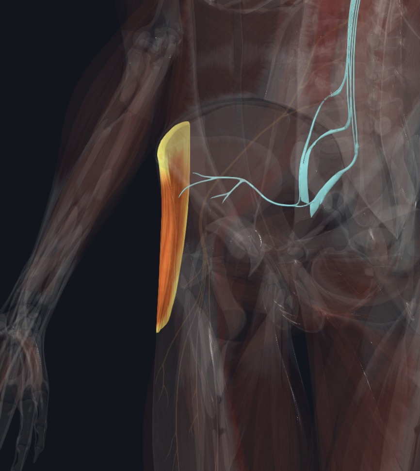 Tensor fasciae latae with the nerve that supplies it