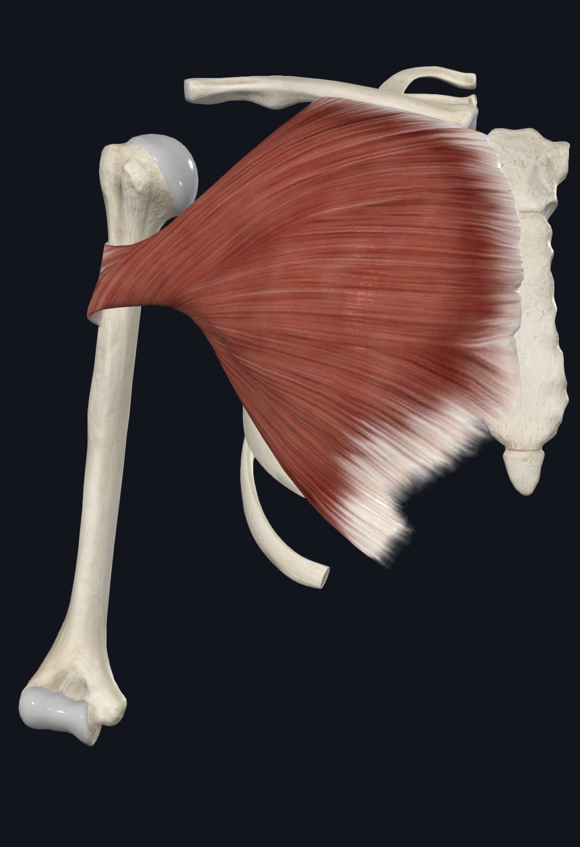Pectoralis major fanning from the chest to the upper arm