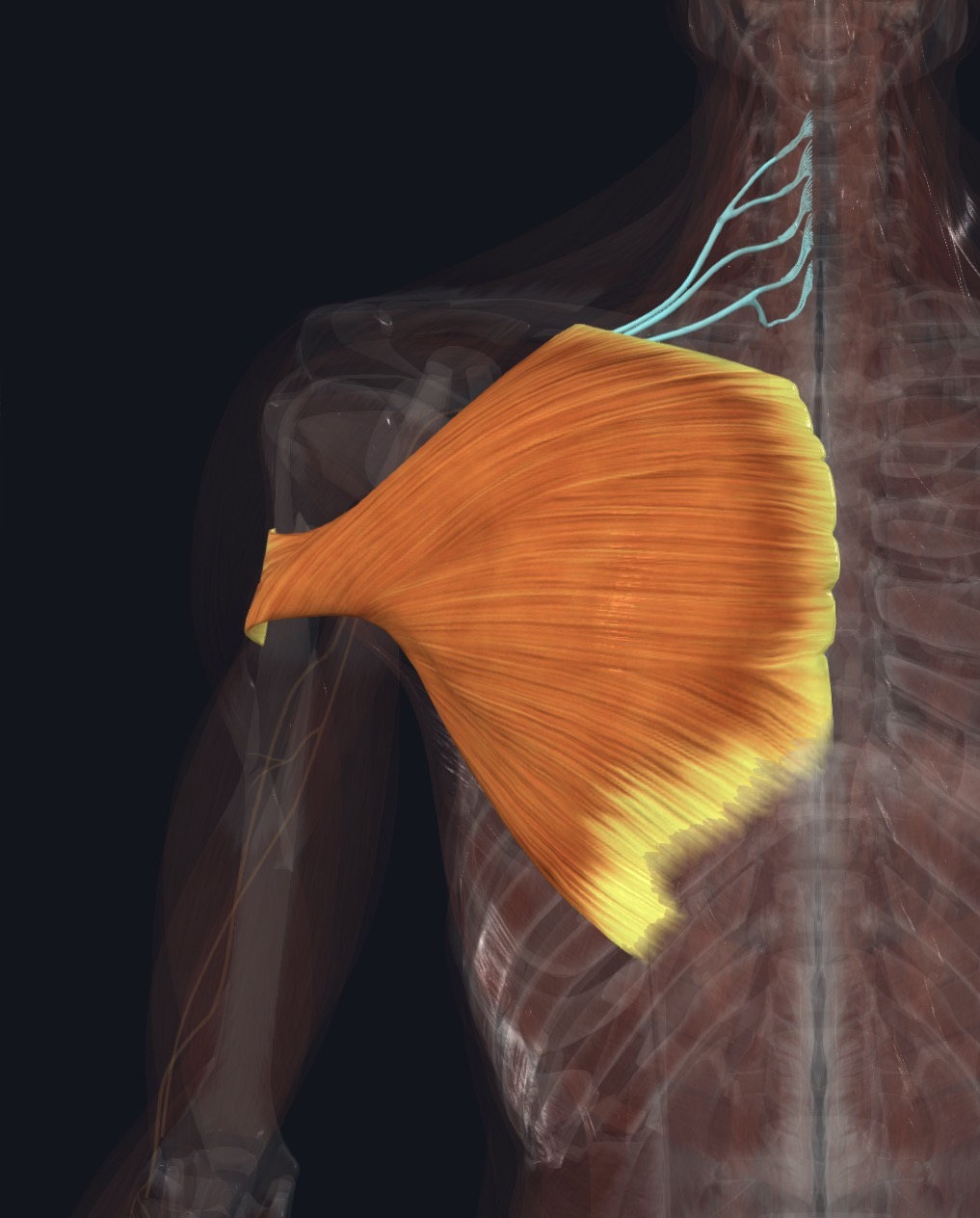 Pectoralis major with its nerves