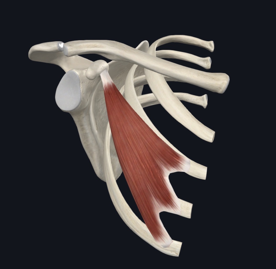 Pectoralis minor highlighted